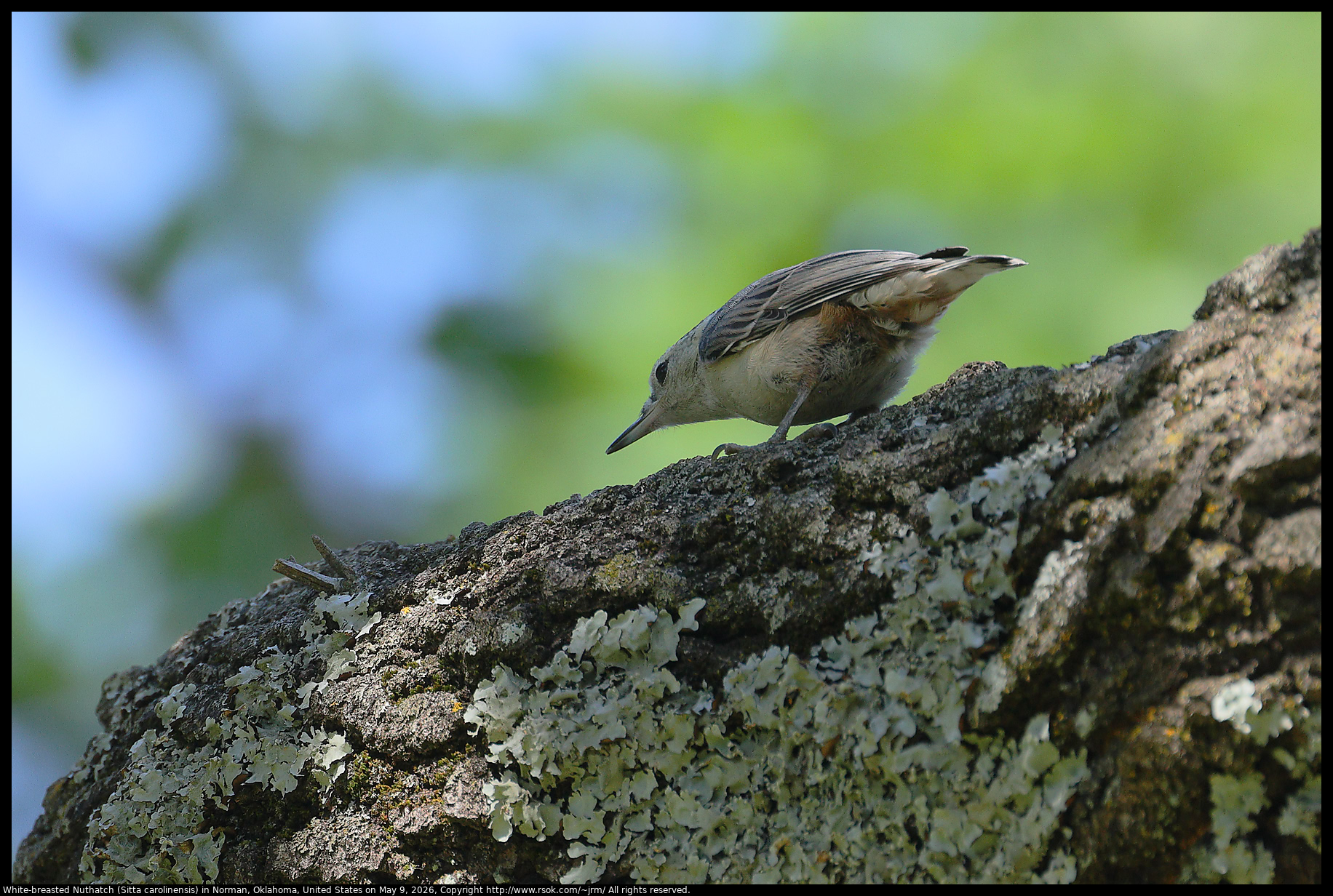 White-breasted Nuthatch (Sitta carolinensis) in Norman, Oklahoma, United States on May 9, 2026