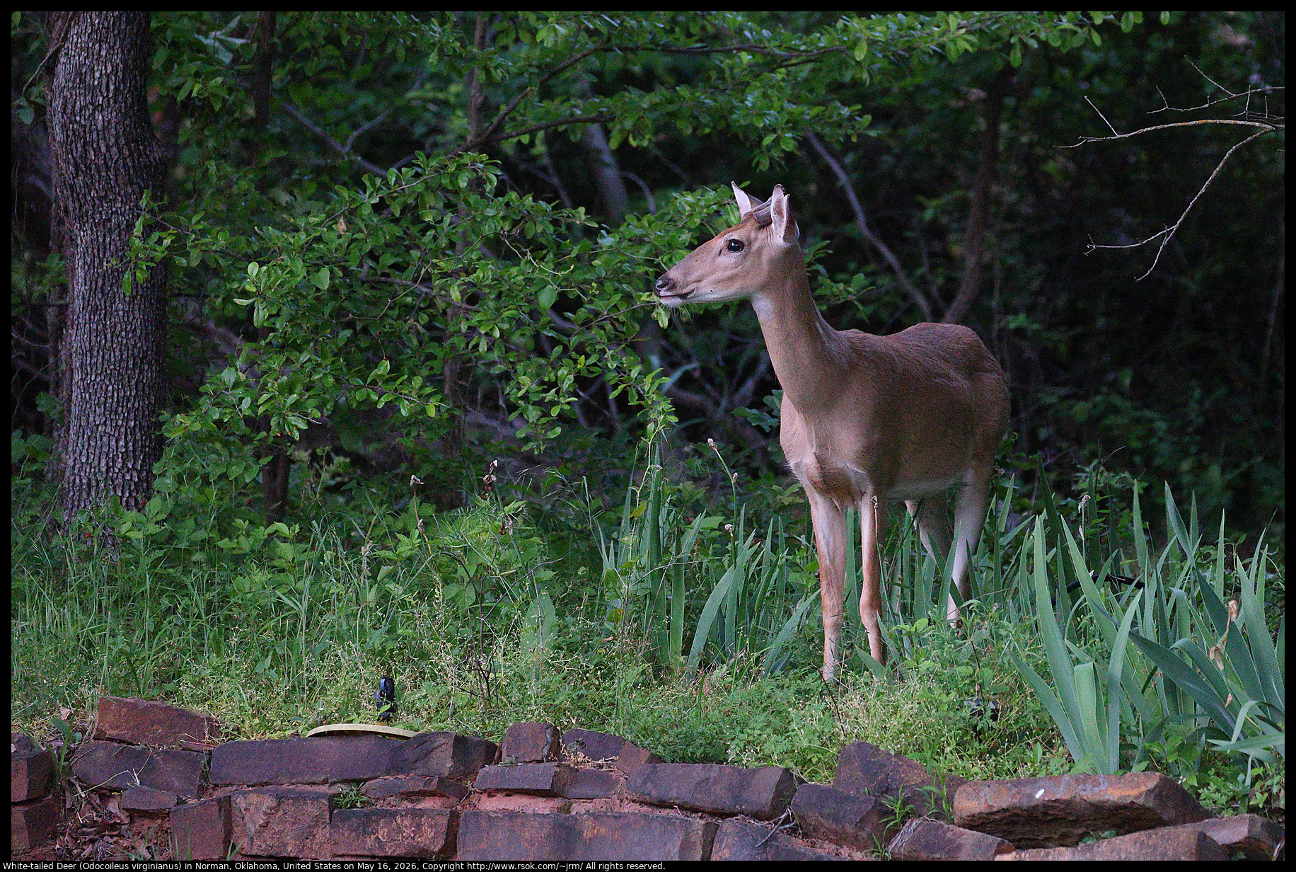 White-tailed Deer (Odocoileus virginianus) in Norman, Oklahoma, United States on May 16, 2026