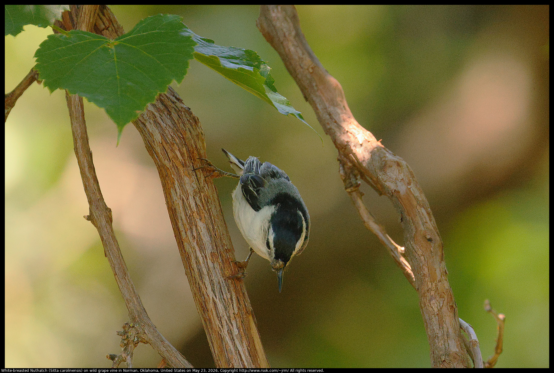 White-breasted Nuthatch (Sitta carolinensis) on wild grape vine in Norman, Oklahoma, United States on May 23, 2026