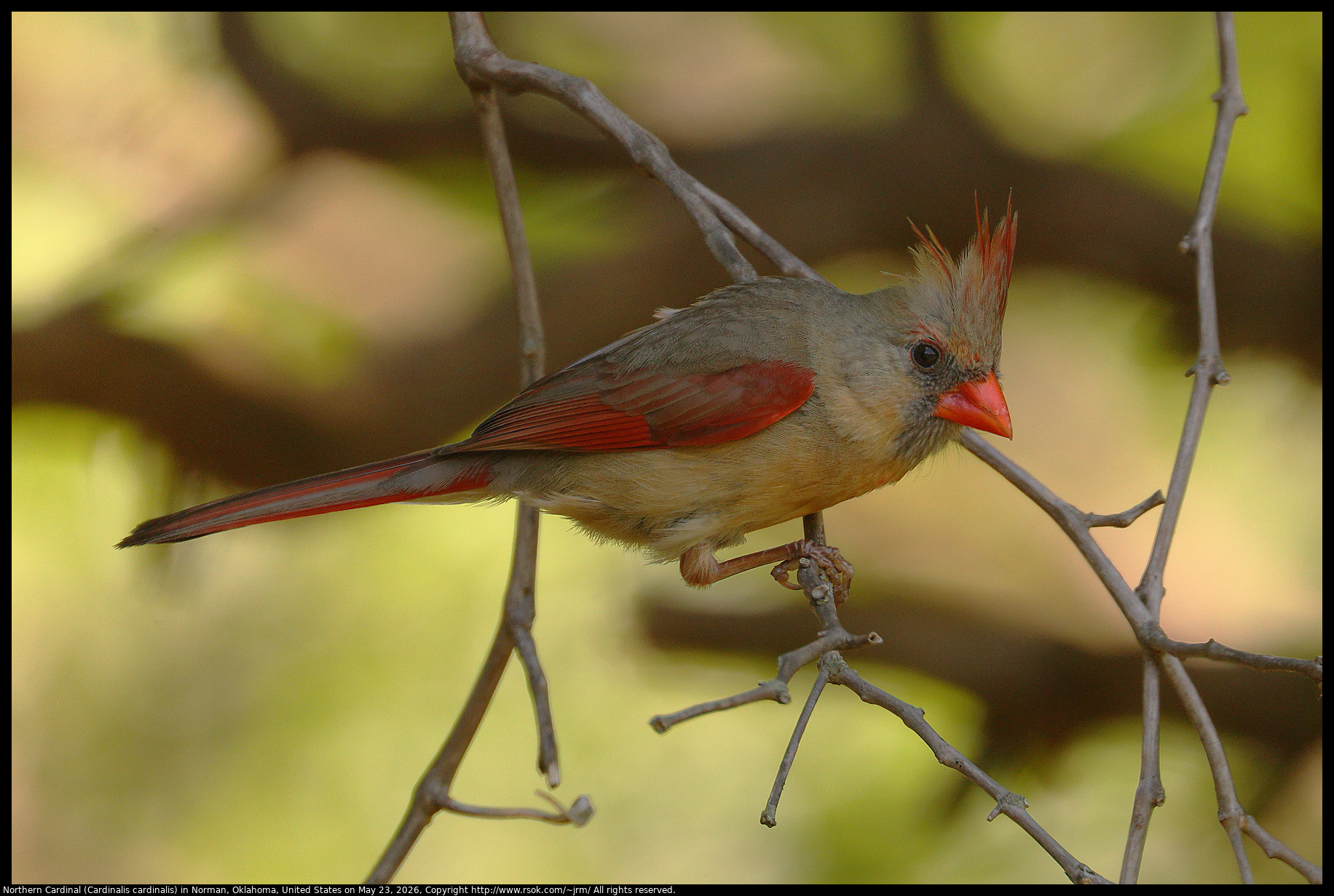Northern Cardinal (Cardinalis cardinalis) in Norman, Oklahoma, United States on May 23, 2026