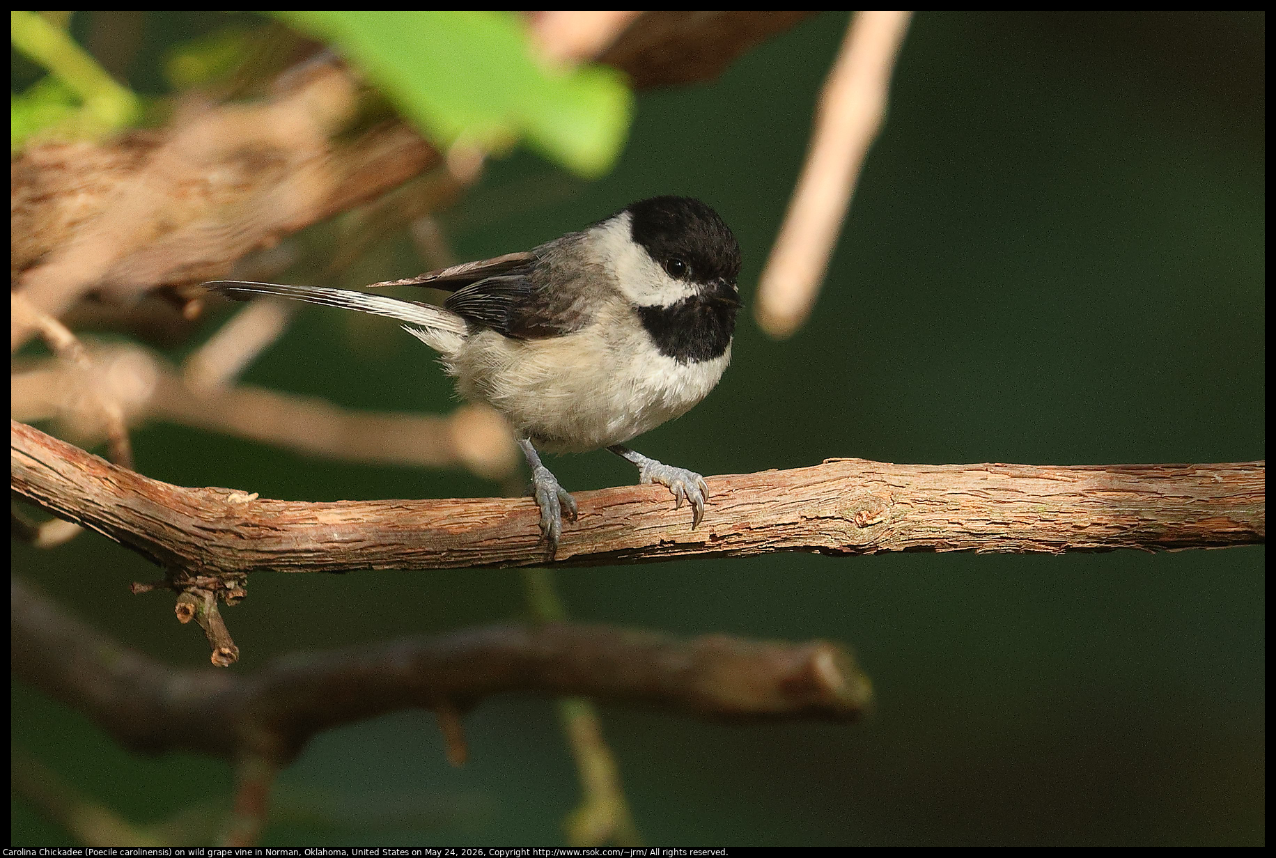 Carolina Chickadee (Poecile carolinensis) on wild grape vine in Norman, Oklahoma, United States on May 24, 2026