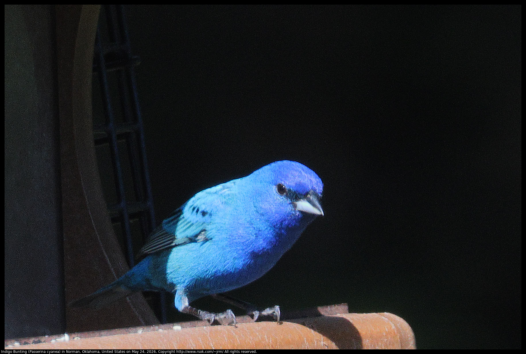 Indigo Bunting (Passerina cyanea) in Norman, Oklahoma, United States on May 24, 2026