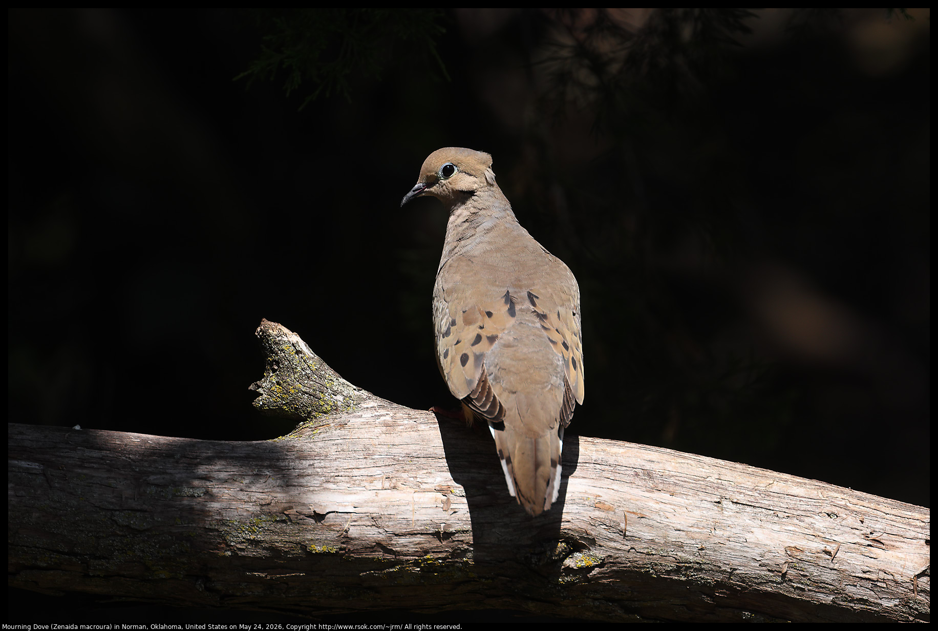 Mourning Dove (Zenaida macroura) in Norman, Oklahoma, United States on May 24, 2026