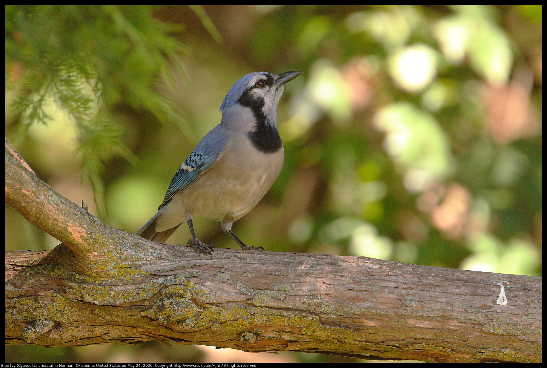 Blue Jay (Cyanocitta cristata) in Norman, Oklahoma, United States on May 24, 2026