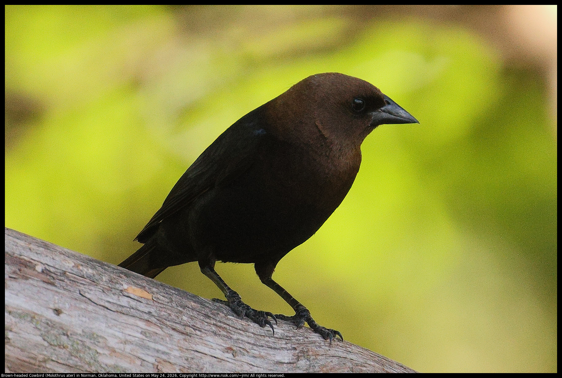 Brown-headed Cowbird (Molothrus ater) in Norman, Oklahoma, United States on May 24, 2026