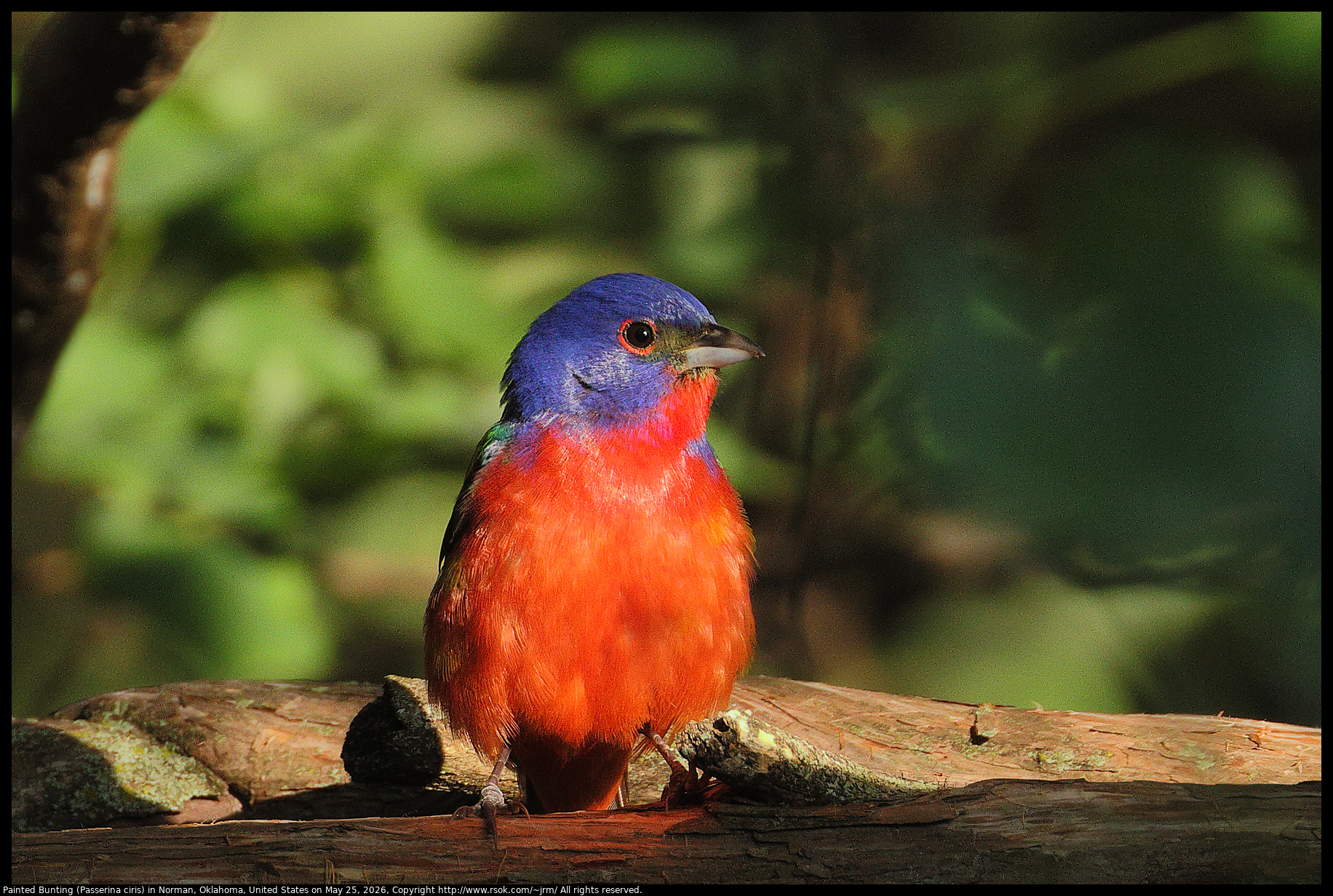 Painted Bunting (Passerina ciris) in Norman, Oklahoma, United States on May 25, 2026