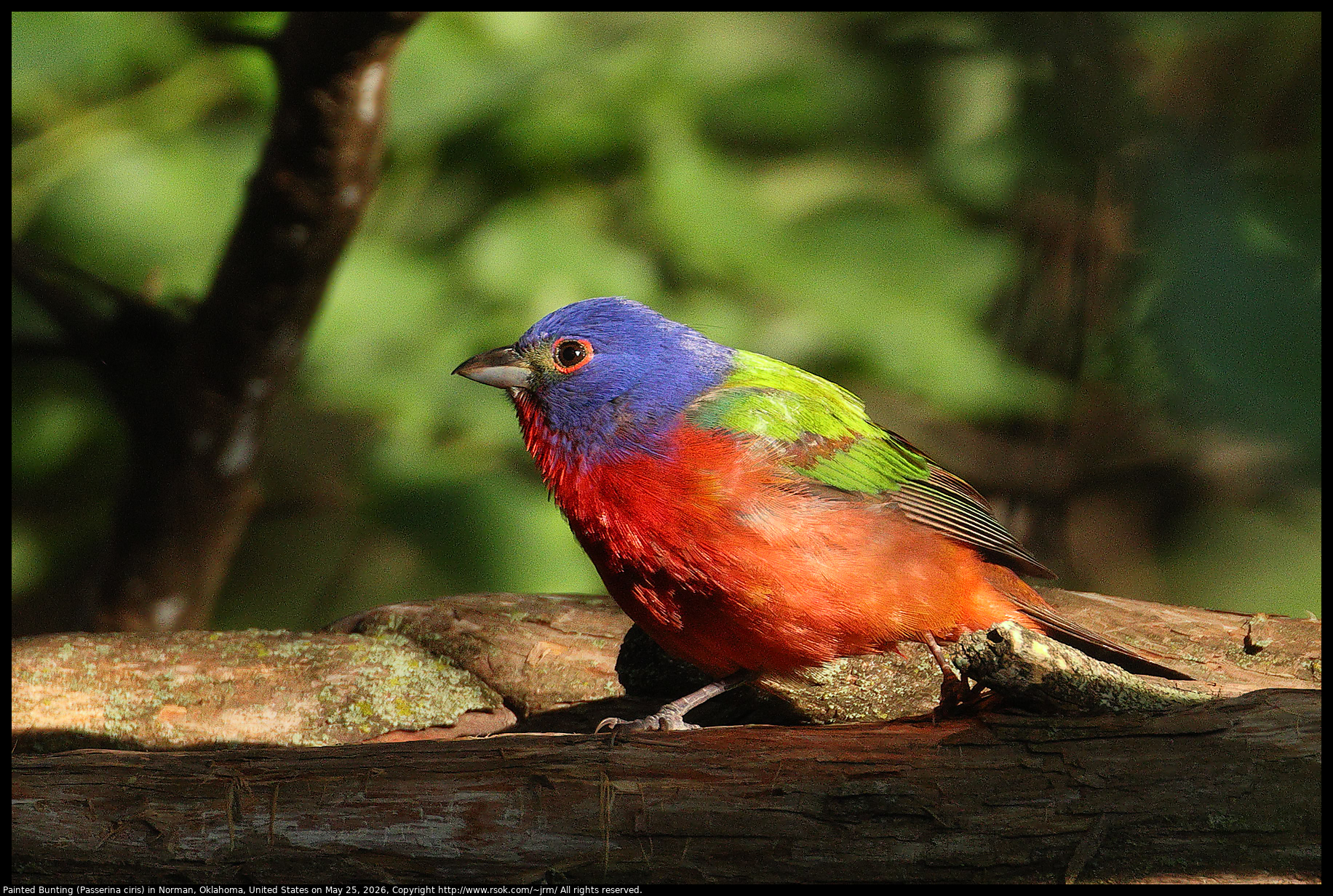 Painted Bunting (Passerina ciris) in Norman, Oklahoma, United States on May 25, 2026