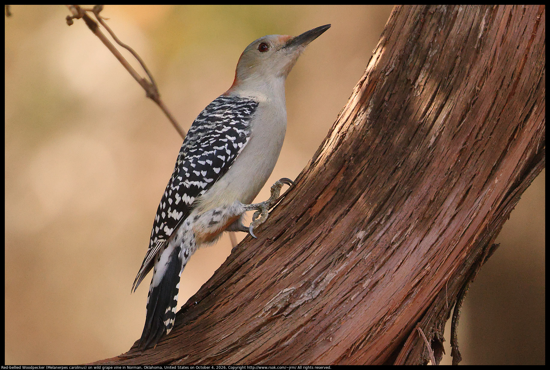 Red-bellied Woodpecker (Melanerpes carolinus) in Norman, Oklahoma, United States on October 4, 2026