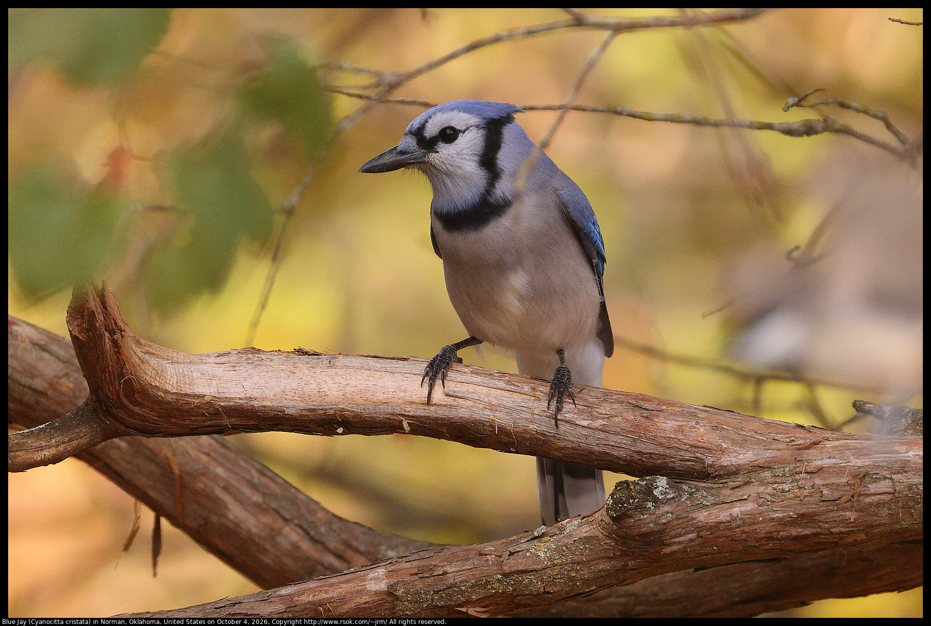Blue Jay (Cyanocitta cristata) in Norman, Oklahoma, United States on October 4, 2026