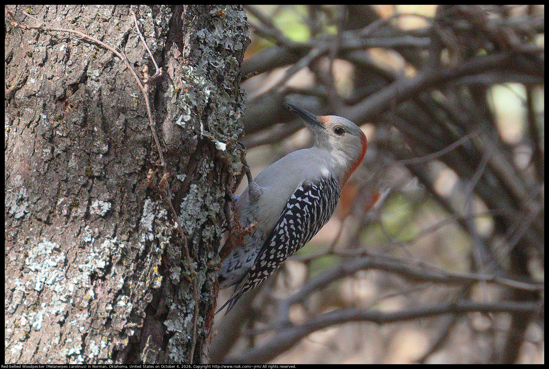 Red-bellied Woodpecker (Melanerpes carolinus) in Norman, Oklahoma, United States on October 4, 2026