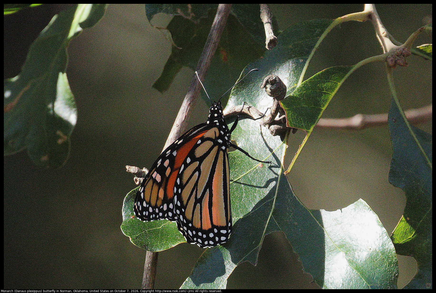 Monarch (Danaus plexippus) butterfly in Norman, Oklahoma, United States on October 7, 2026