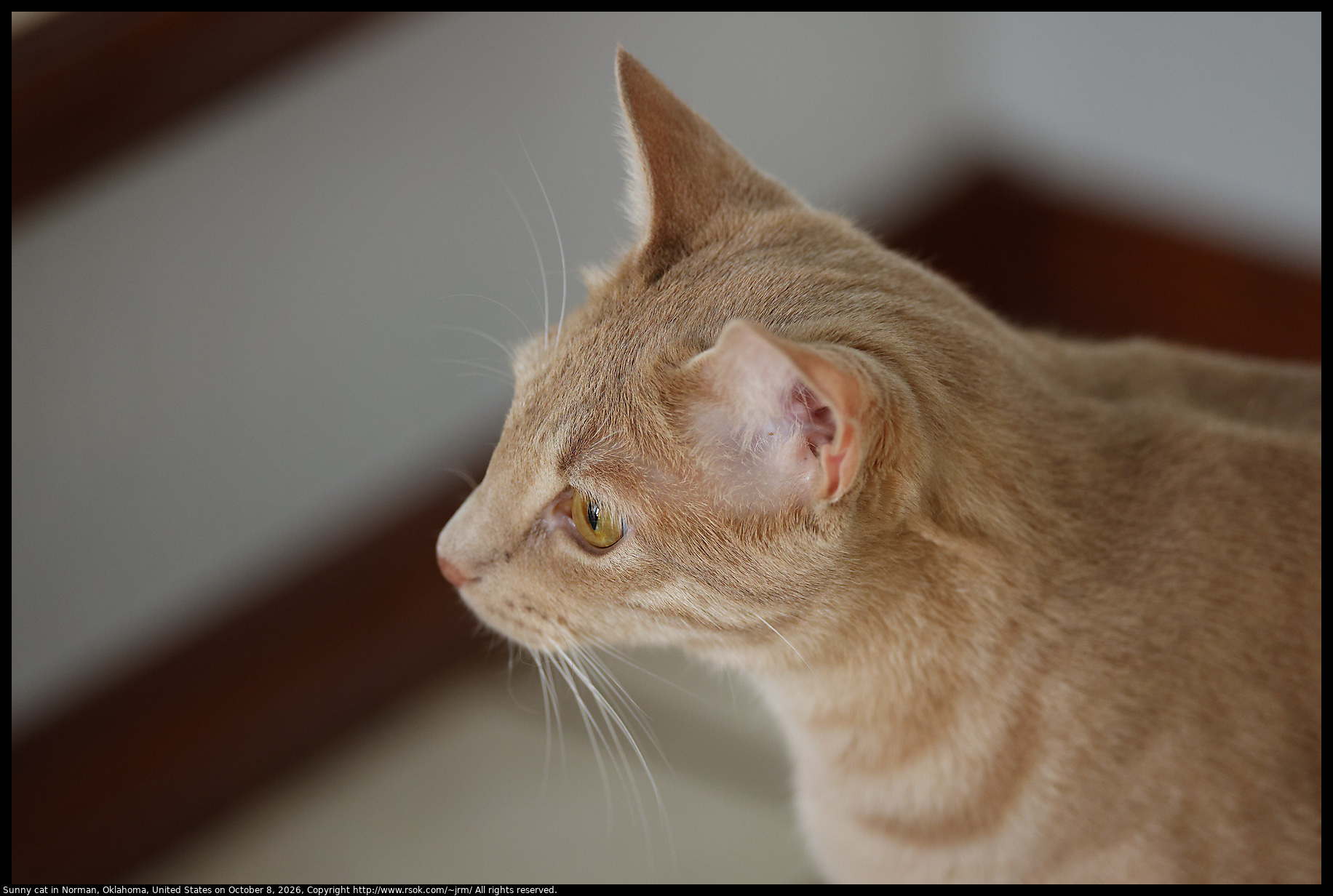 Sunny cat in Norman, Oklahoma, United States on October 8, 2026