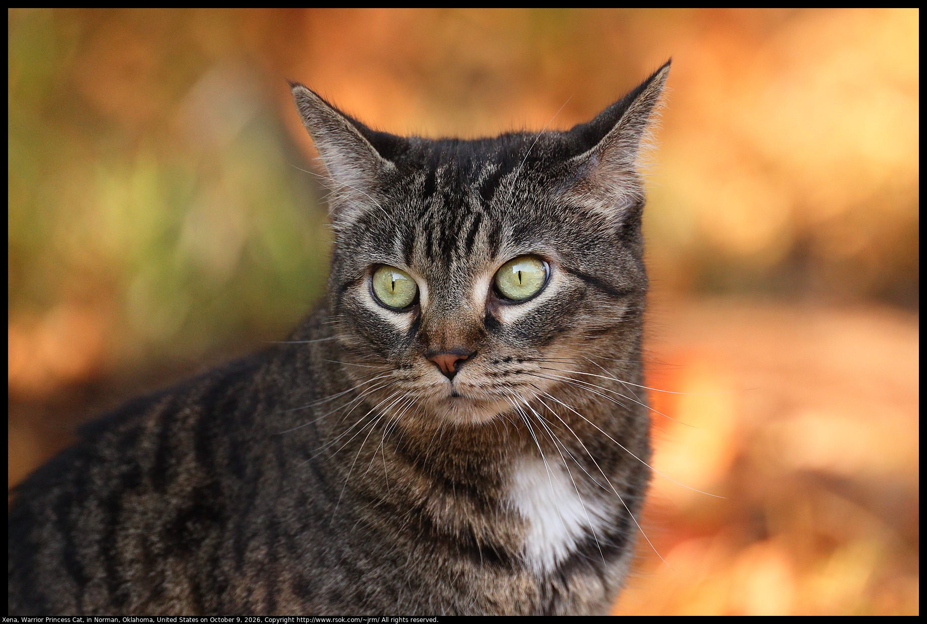 Xena, Warrior Princess Cat, in Norman, Oklahoma, United States on October 9, 2026