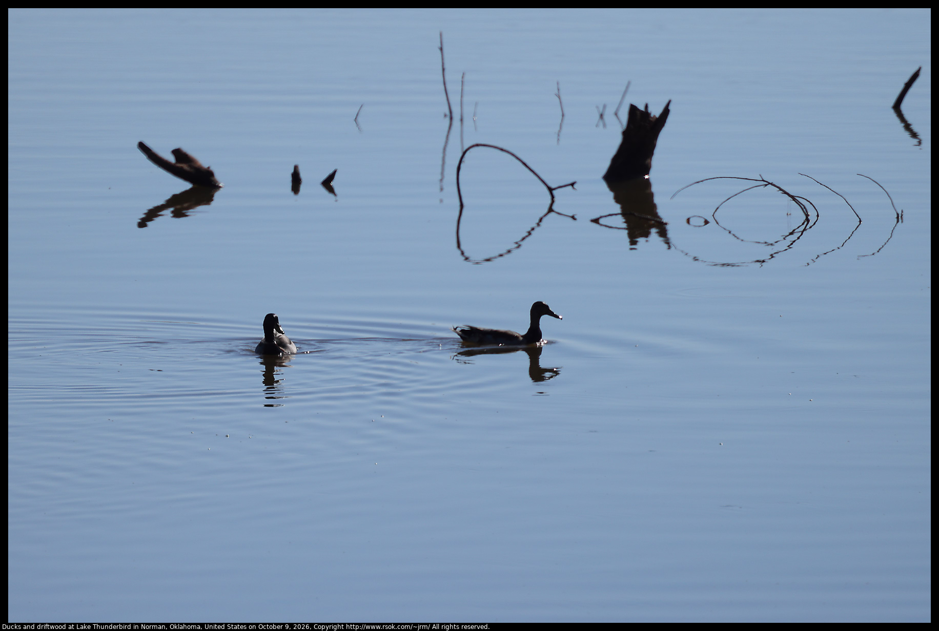 Ducks and driftwood at Lake Thunderbird in Norman, Oklahoma, United States on October 9, 2026