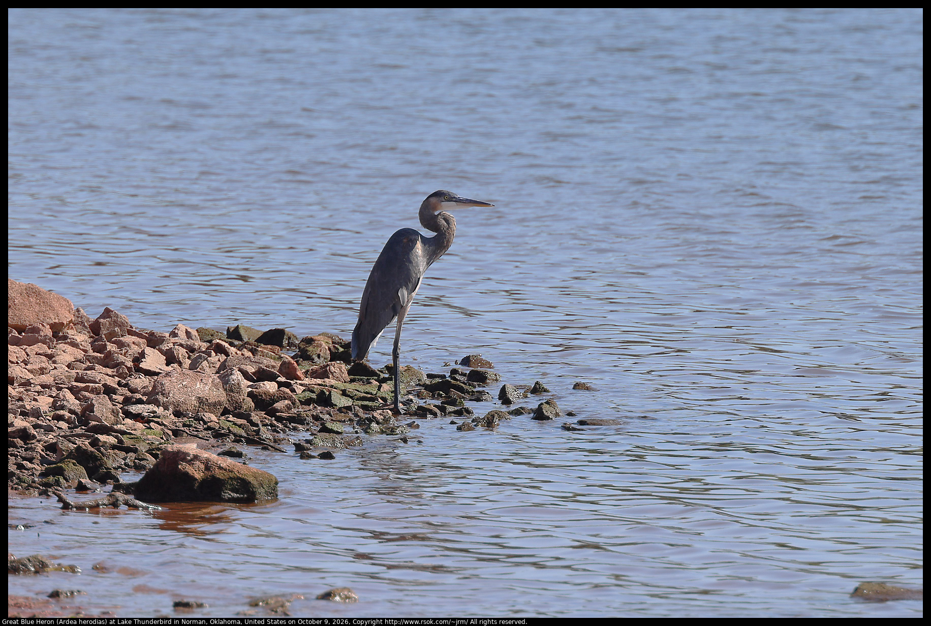Great Blue Heron (Ardea herodias) at Lake Thunderbird in Norman, Oklahoma, United States on October 9, 2026