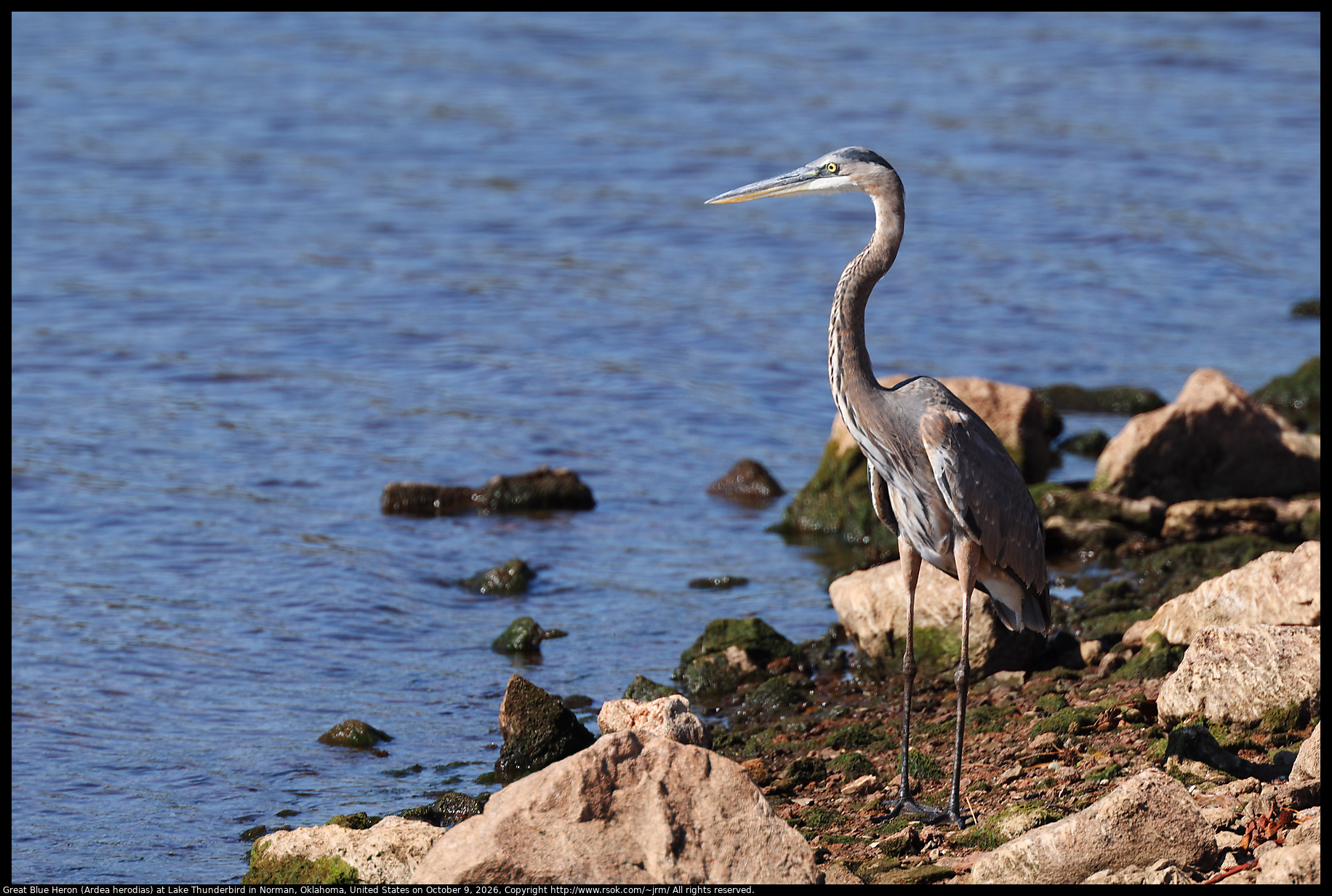 Great Blue Heron (Ardea herodias) at Lake Thunderbird in Norman, Oklahoma, United States on October 9, 2026