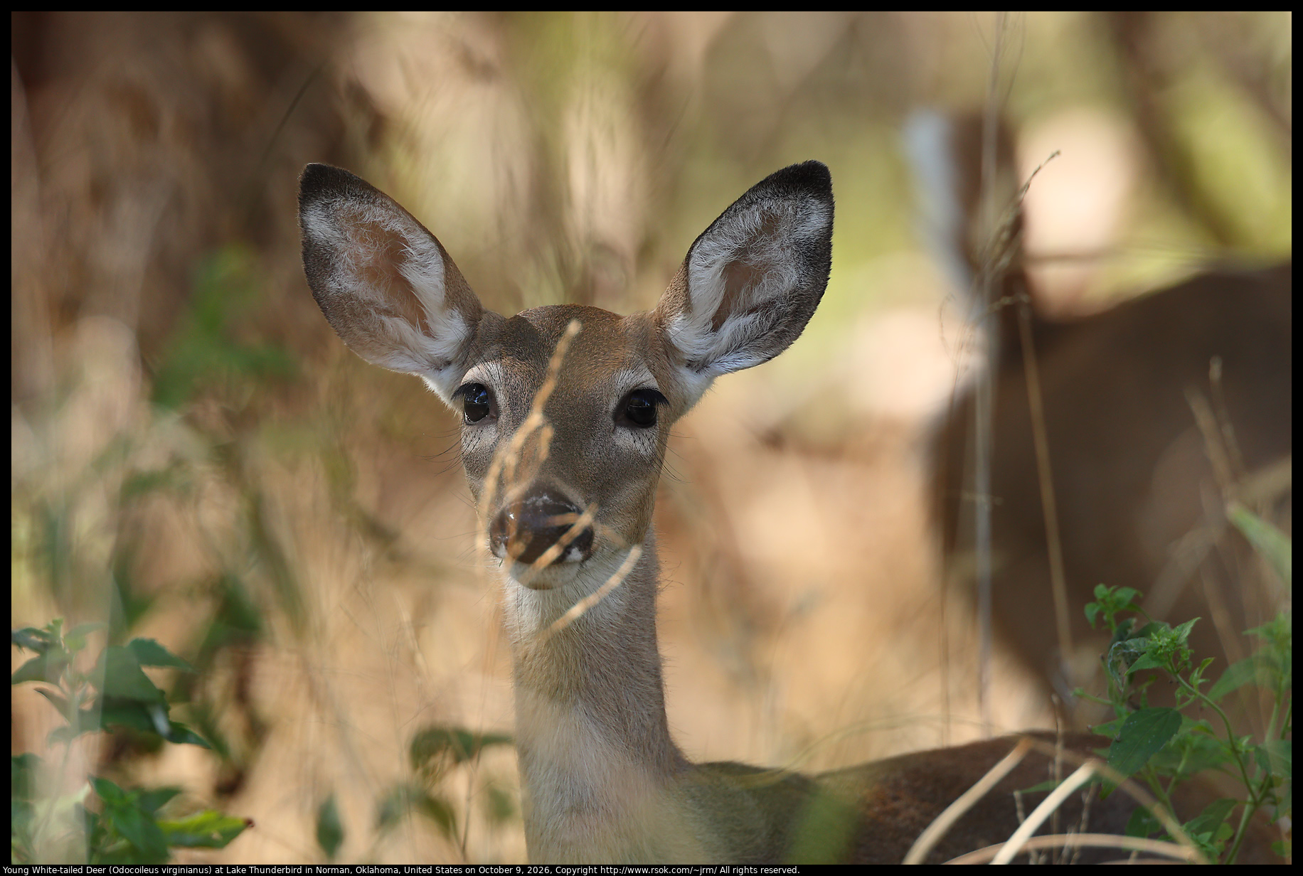 Young White-tailed Deer (Odocoileus virginianus) at Lake Thunderbird in Norman, Oklahoma, United States on October 9, 2026