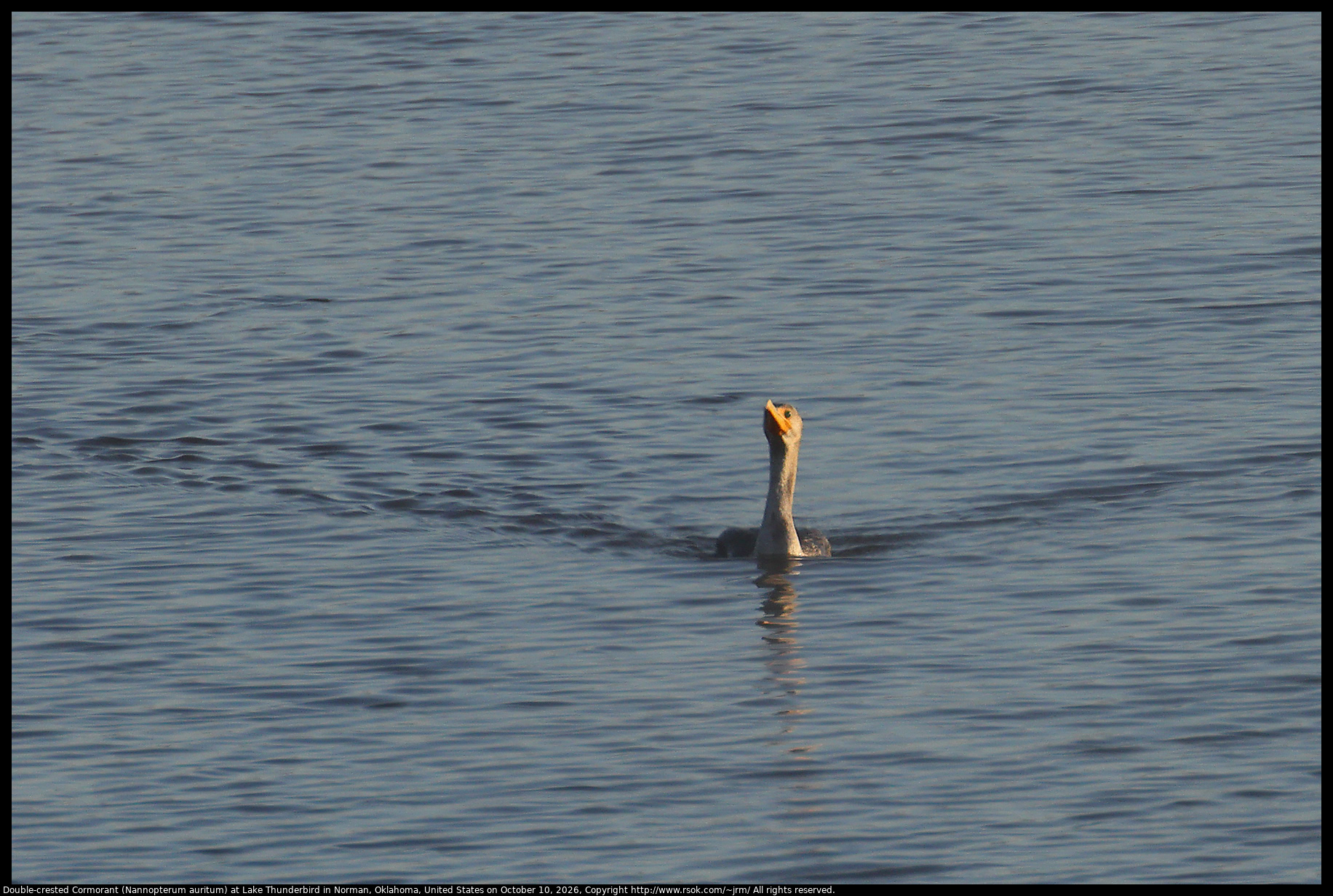 Double-crested Cormorant (Nannopterum auritum) at Lake Thunderbird in Norman, Oklahoma, United States on October 10, 2026