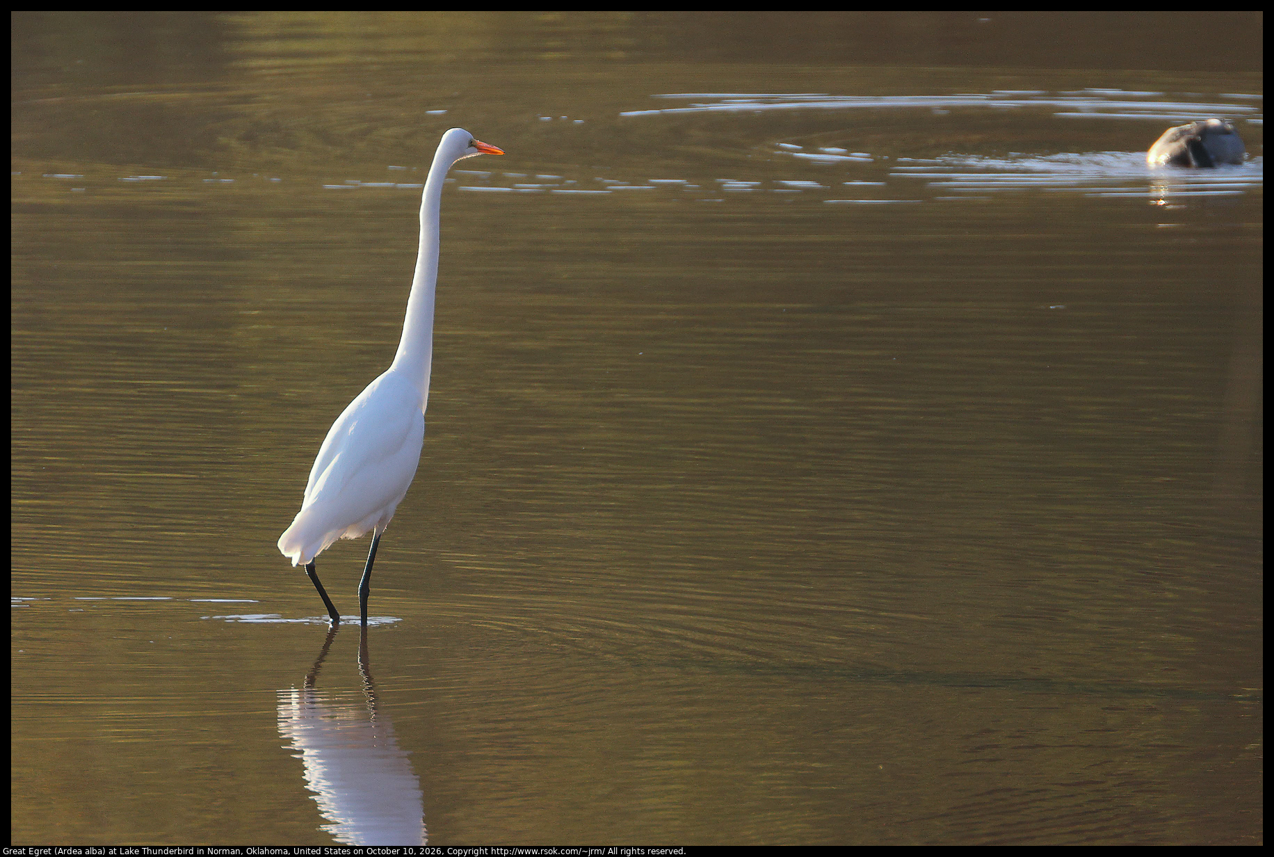 Great Egret (Ardea alba) at Lake Thunderbird in Norman, Oklahoma, United States on October 10, 2026