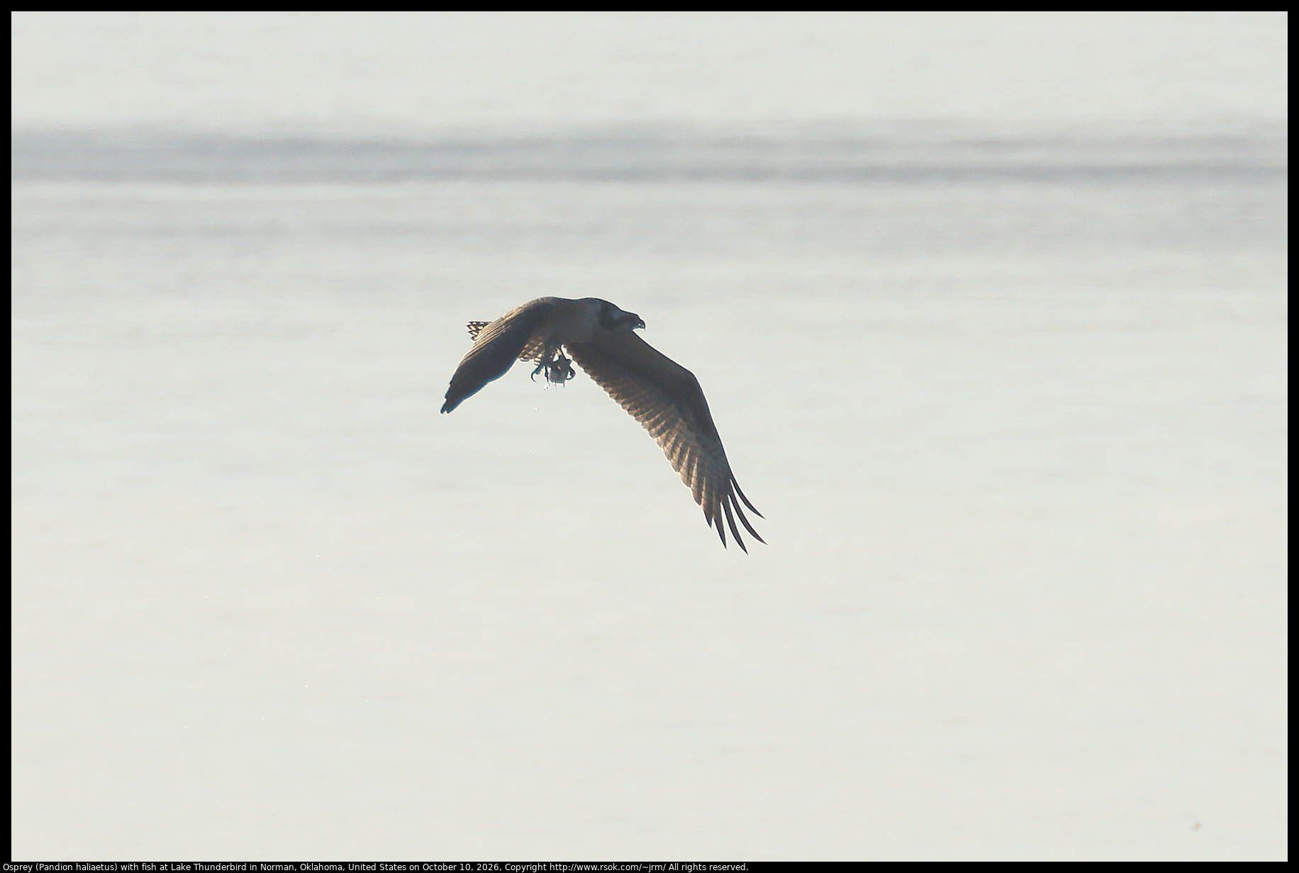 Osprey (Pandion haliaetus) with fish at Lake Thunderbird in Norman, Oklahoma, United States on October 10, 2026