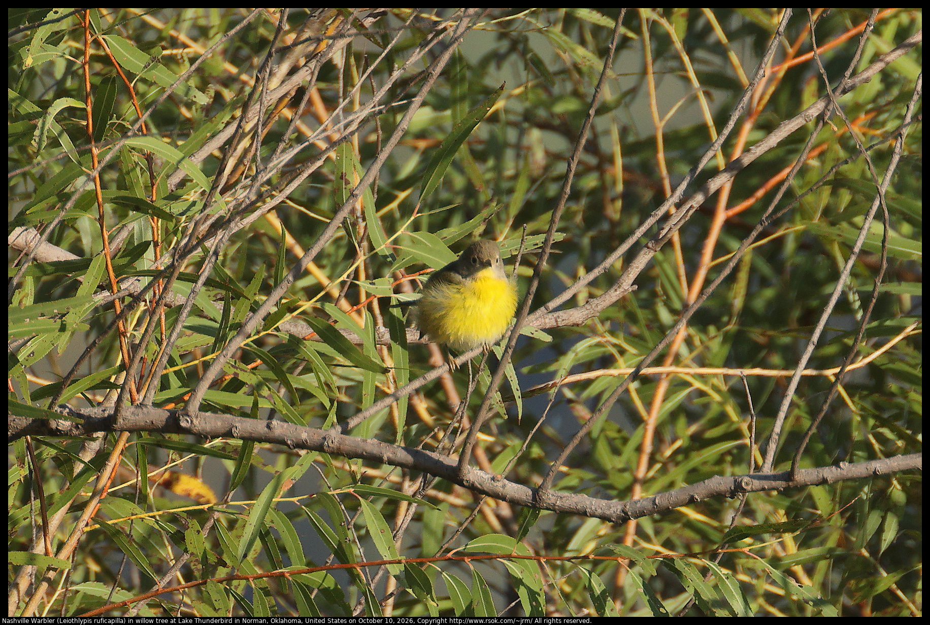 Nashville Warbler (Leiothlypis ruficapilla) in willow tree at Lake Thunderbird in Norman, Oklahoma, United States on October 10, 2026