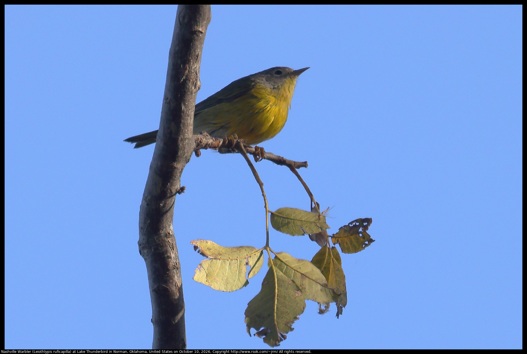 Nashville Warbler (Leiothlypis ruficapilla) at Lake Thunderbird in Norman, Oklahoma, United States on October 10, 2026