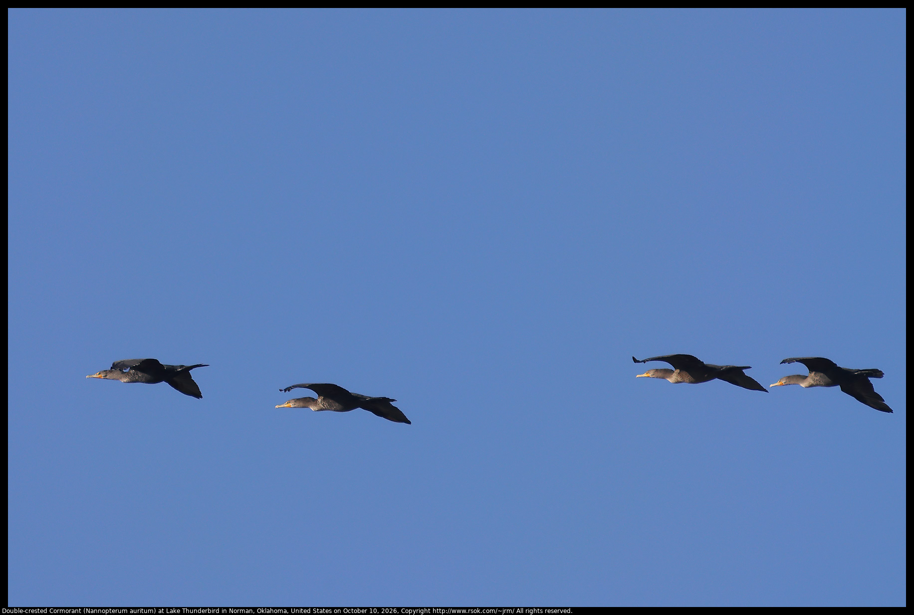 Double-crested Cormorant (Nannopterum auritum) at Lake Thunderbird in Norman, Oklahoma, United States on October 10, 2026