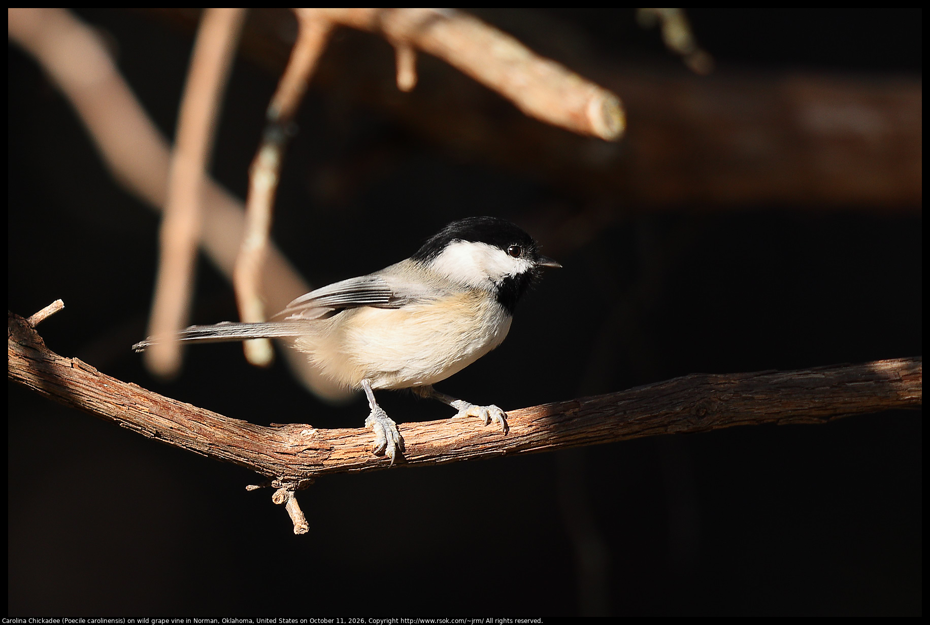 Carolina Chickadee (Poecile carolinensis) on wild grape vine in Norman, Oklahoma, United States on October 11, 2026