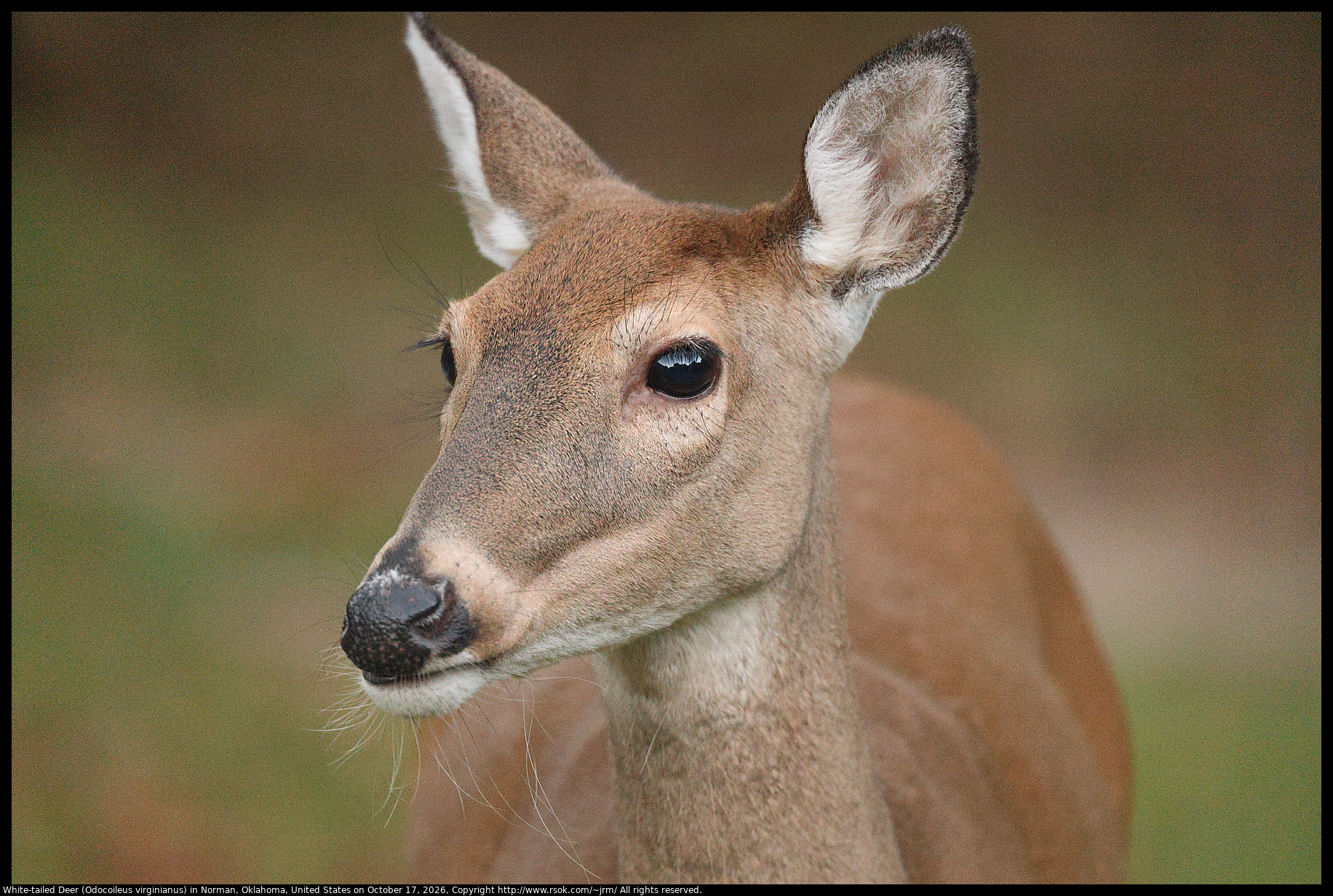 White-tailed Deer (Odocoileus virginianus) in Norman, Oklahoma, United States on October 17, 2026