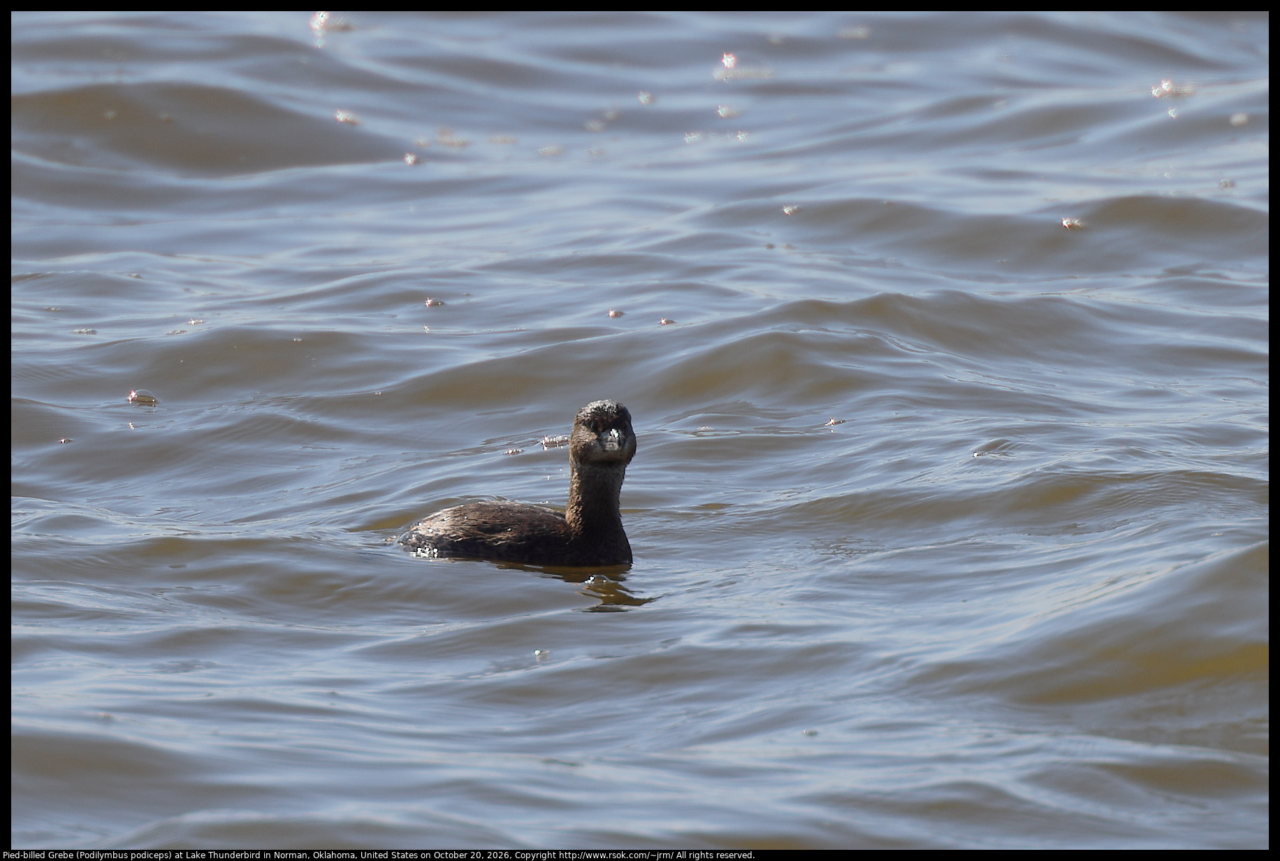Pied-billed Grebe (Podilymbus podiceps) at Lake Thunderbird in Norman, Oklahoma, United States on October 20, 2026