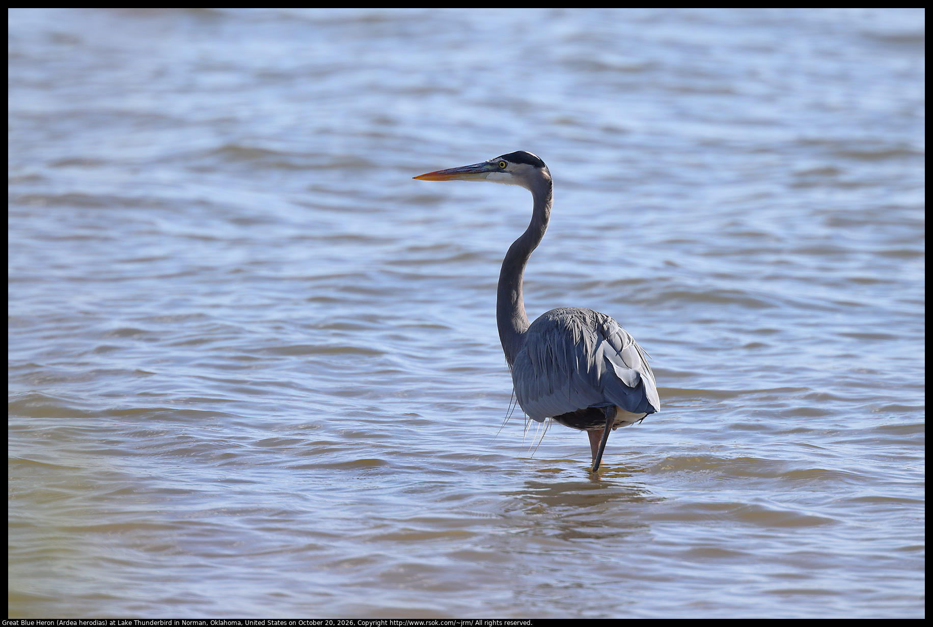 Great Blue Heron (Ardea herodias) at Lake Thunderbird in Norman, Oklahoma, United States on October 20, 2026