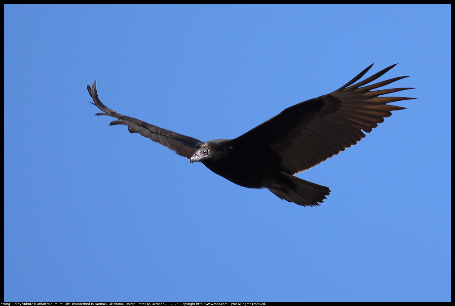 Young Turkey Vulture (Cathartes aura) at Lake Thunderbird in Norman, Oklahoma, United States on October 23, 2026