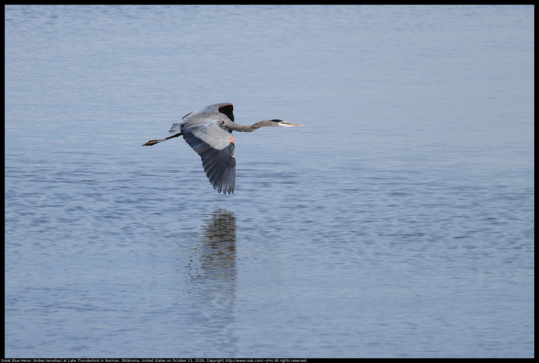 Great Blue Heron (Ardea herodias) at Lake Thunderbird in Norman, Oklahoma, United States on October 23, 2026