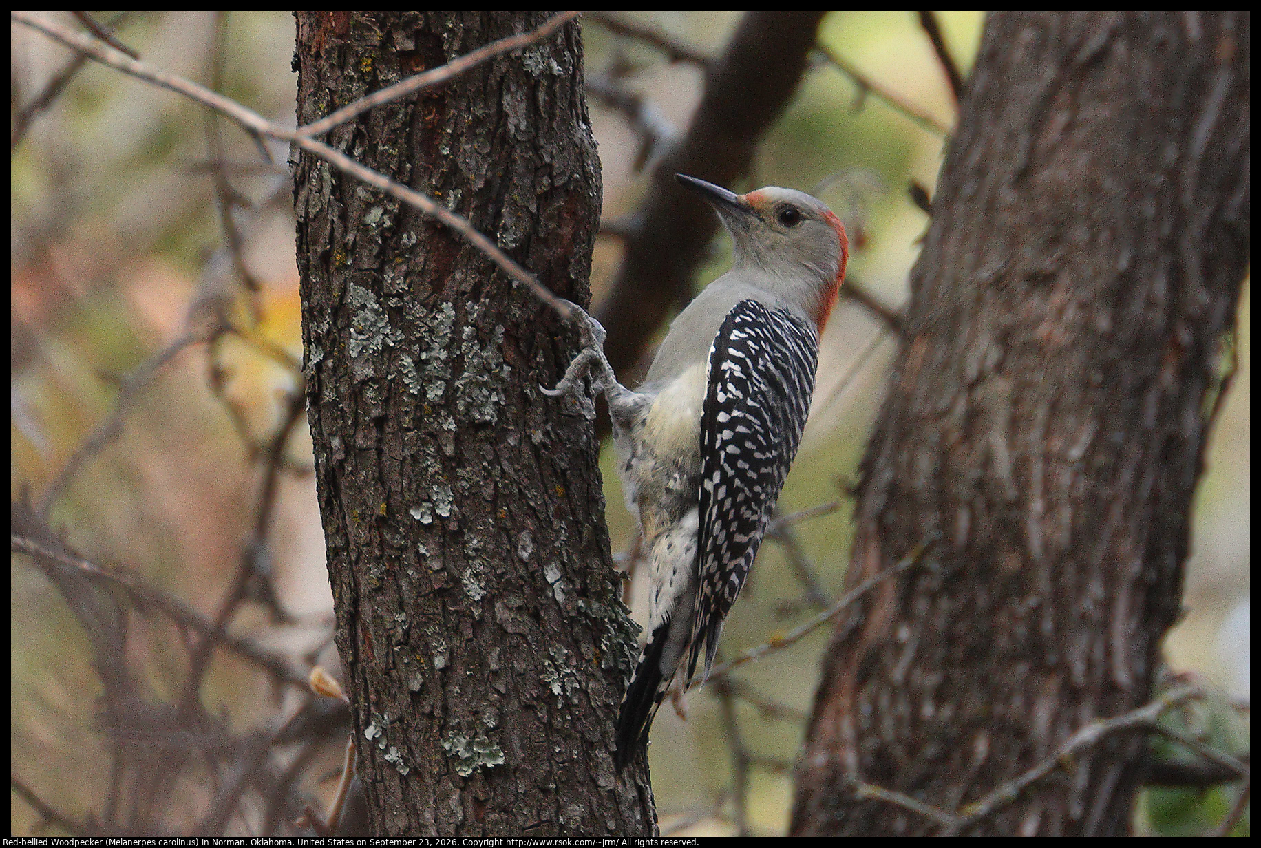 Red-bellied Woodpecker (Melanerpes carolinus) in Norman, Oklahoma, United States on September 23, 2026