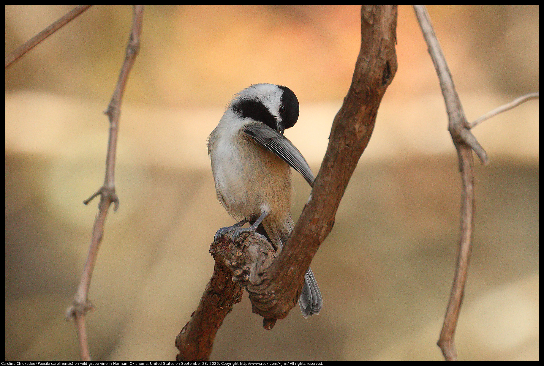 Carolina Chickadee (Poecile carolinensis) on wild grape vine in Norman, Oklahoma, United States on September 23, 2026