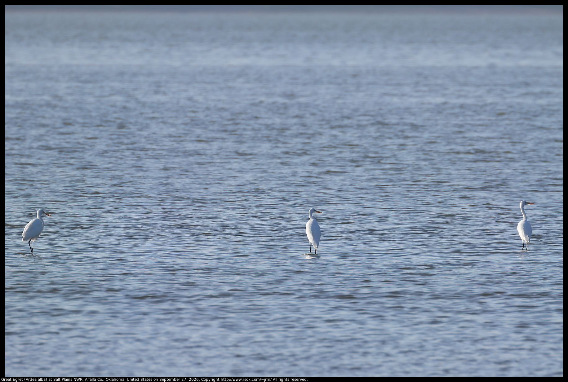 Great Egret (Ardea alba) at Salt Plains NWR, Alfalfa Co., Oklahoma, United States on September 27, 2026