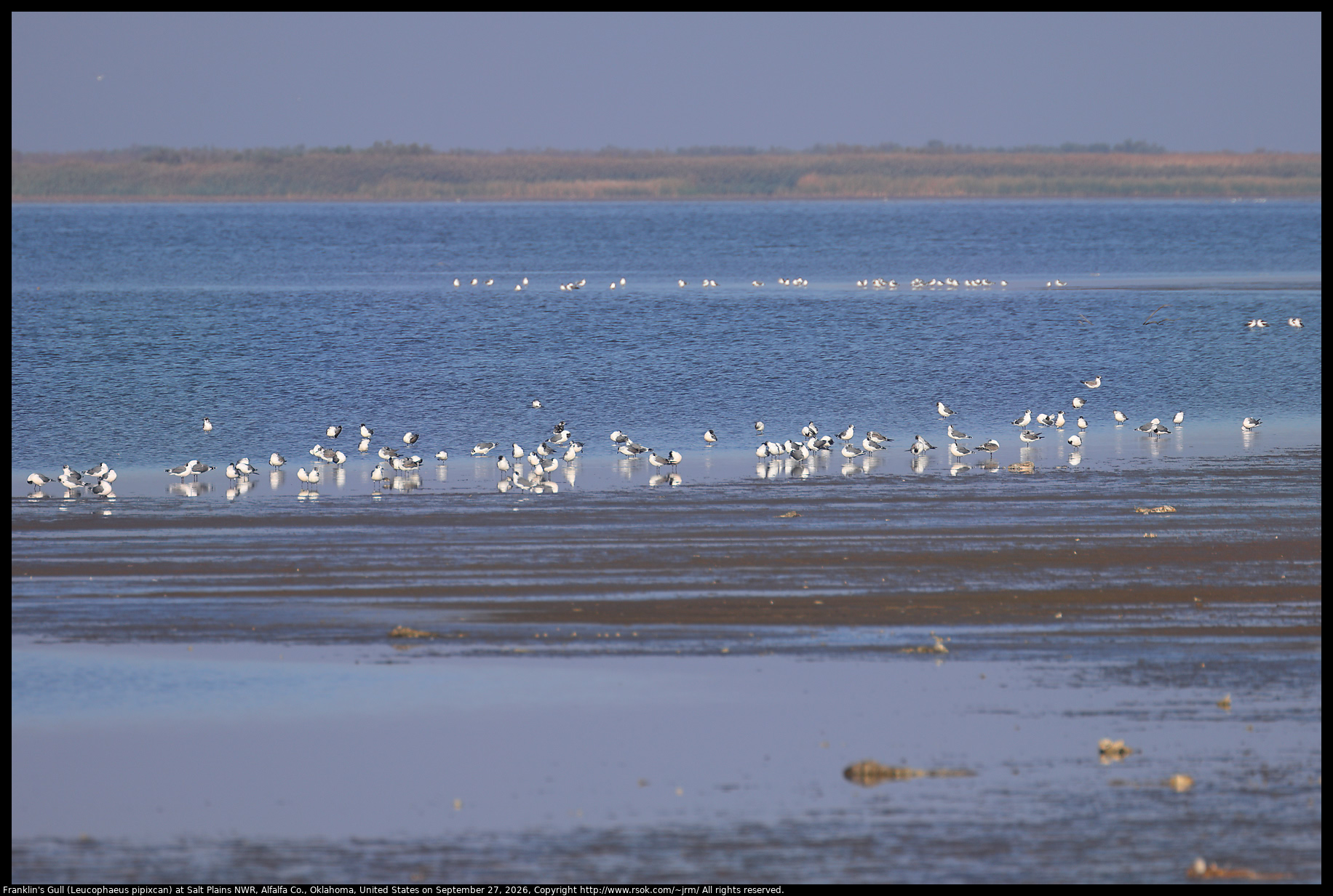 Franklin's Gull (Leucophaeus pipixcan) at Salt Plains NWR, Alfalfa Co., Oklahoma, United States on September 27, 2026