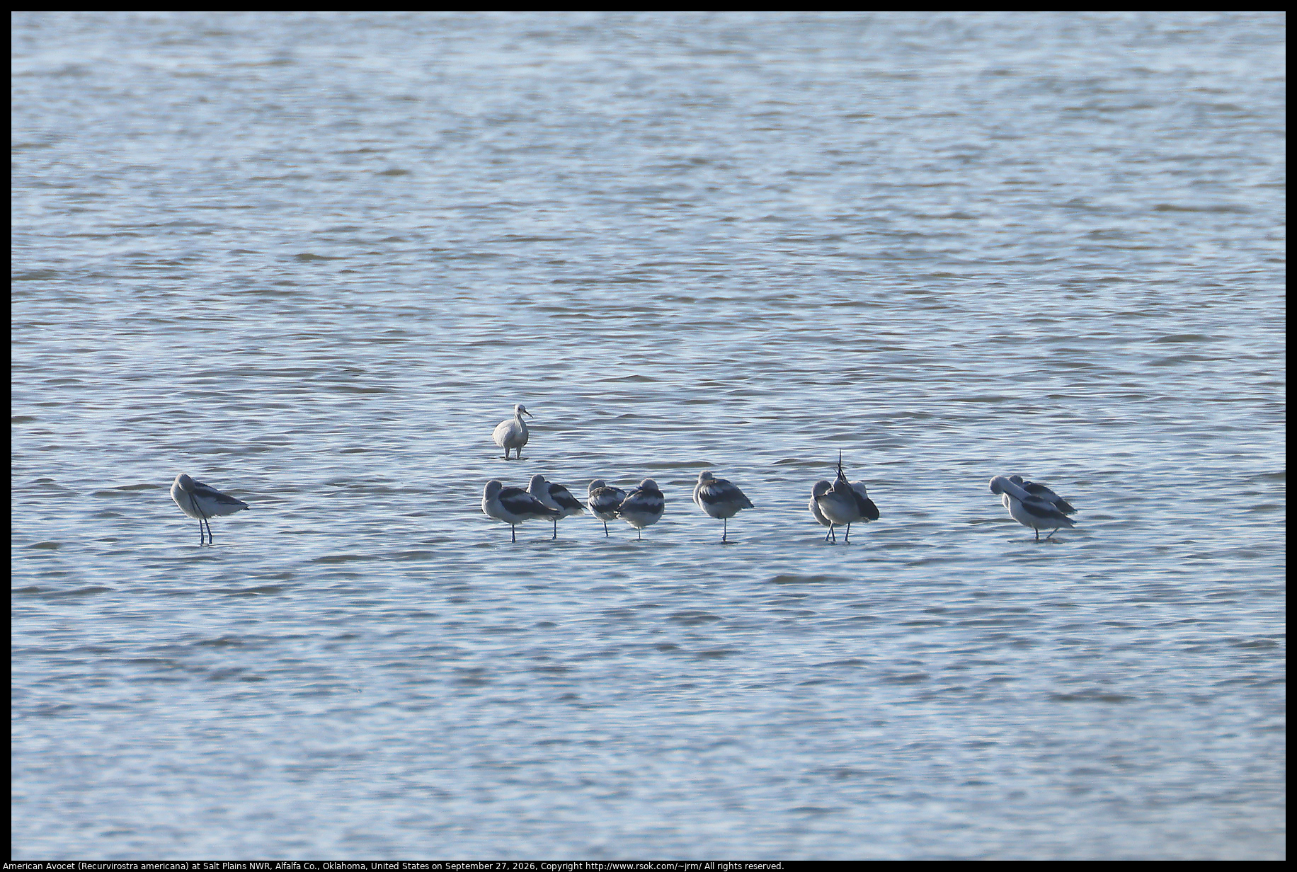 American Avocet (Recurvirostra americana) at Salt Plains NWR, Alfalfa Co., Oklahoma, United States on September 27, 2026