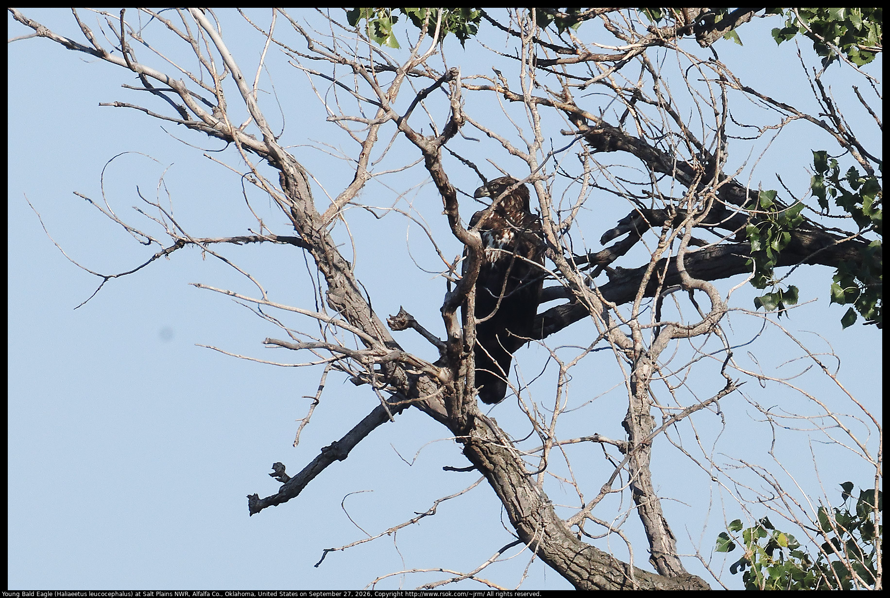 Young Bald Eagle (Haliaeetus leucocephalus) at Salt Plains NWR, Alfalfa Co., Oklahoma, United States on September 27, 2026