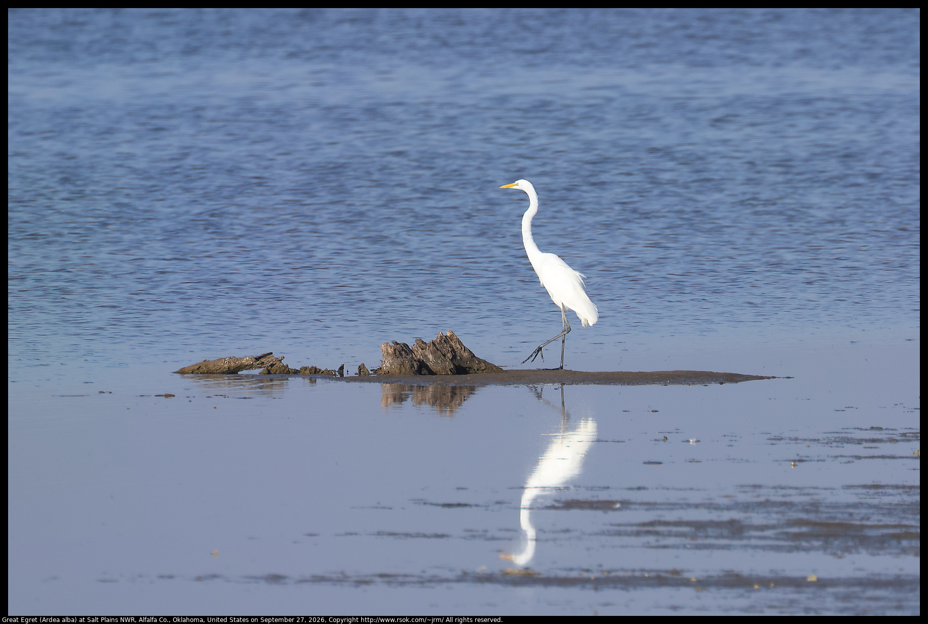 Great Egret (Ardea alba) at Salt Plains NWR, Alfalfa Co., Oklahoma, United States on September 27, 2026