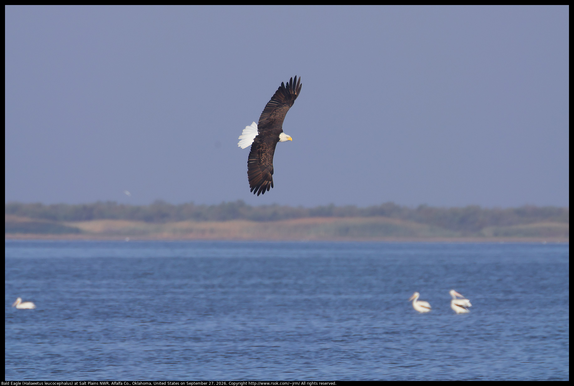 Bald Eagle (Haliaeetus leucocephalus) at Salt Plains NWR, Alfalfa Co., Oklahoma, United States on September 27, 2026