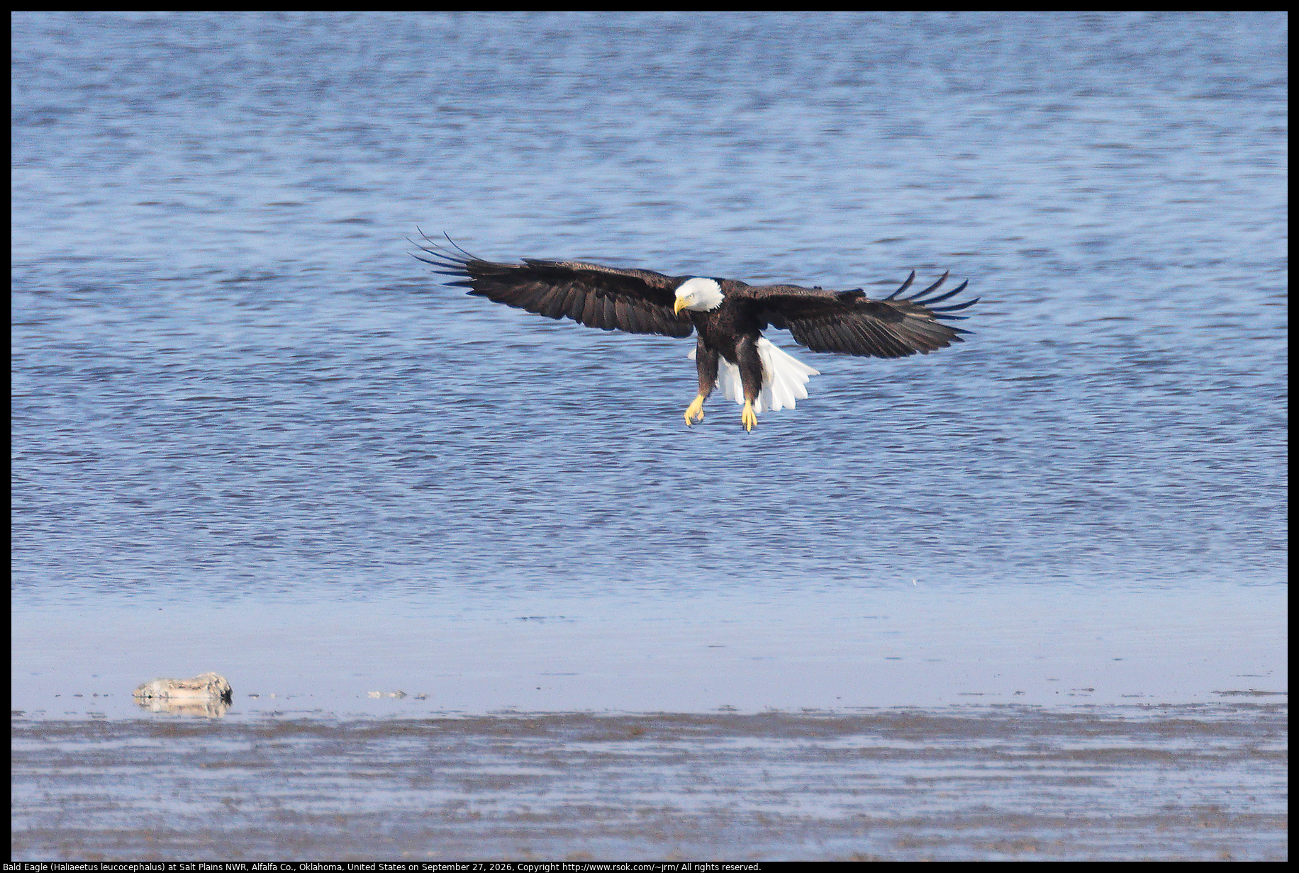 Bald Eagle (Haliaeetus leucocephalus) at Salt Plains NWR, Alfalfa Co., Oklahoma, United States on September 27, 2026