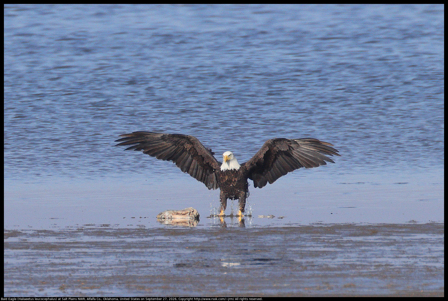 Bald Eagle (Haliaeetus leucocephalus) at Salt Plains NWR, Alfalfa Co., Oklahoma, United States on September 27, 2026