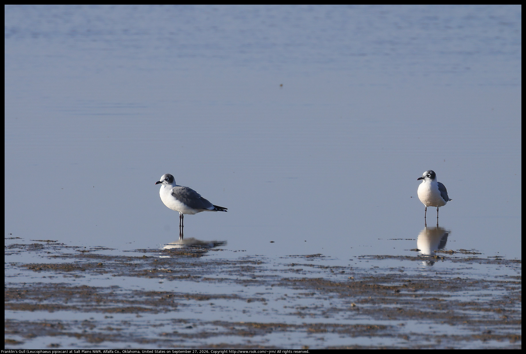 Franklin's Gull (Leucophaeus pipixcan) at Salt Plains NWR, Alfalfa Co., Oklahoma, United States on September 27, 2026