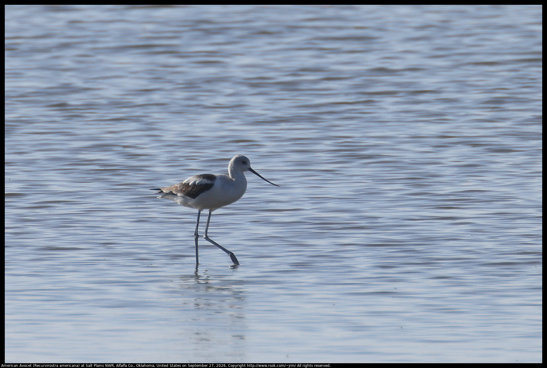 American Avocet (Recurvirostra americana) at Salt Plains NWR, Alfalfa Co., Oklahoma, United States on September 27, 2026