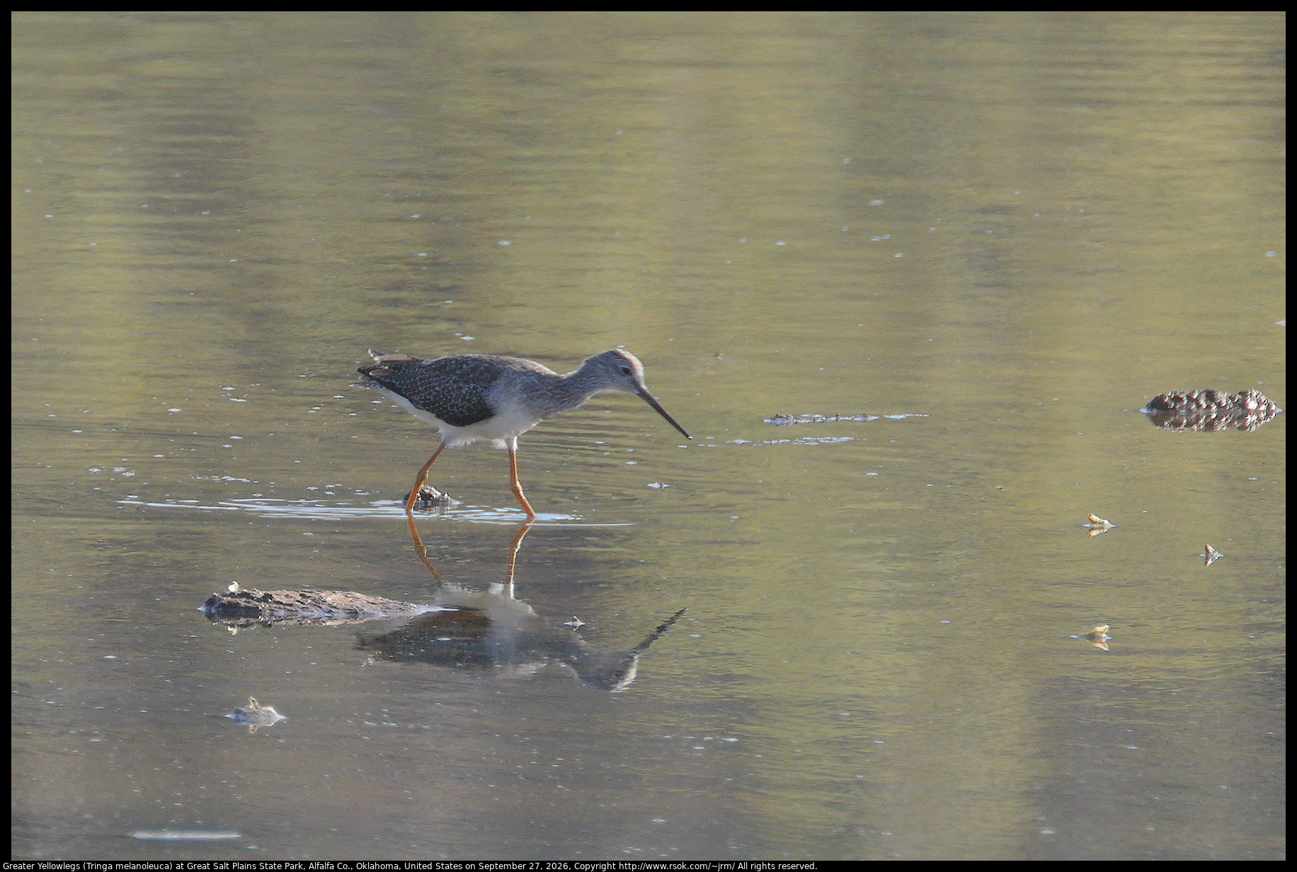 Greater Yellowlegs (Tringa melanoleuca) at Great Salt Plains State Park, Alfalfa Co., Oklahoma, United States on September 27, 2026