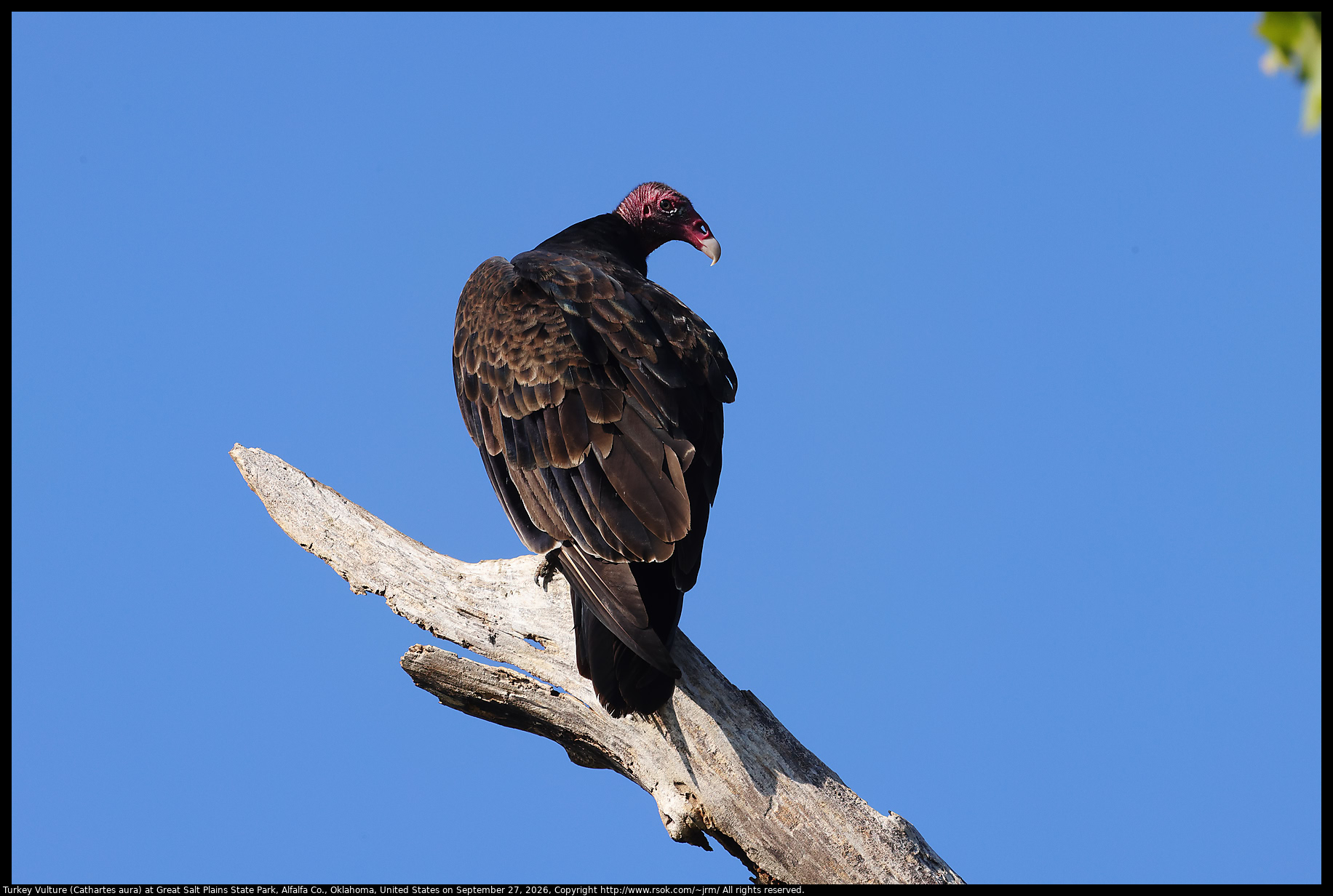 Turkey Vulture (Cathartes aura) at Great Salt Plains State Park, Alfalfa Co., Oklahoma, United States on September 27, 2026