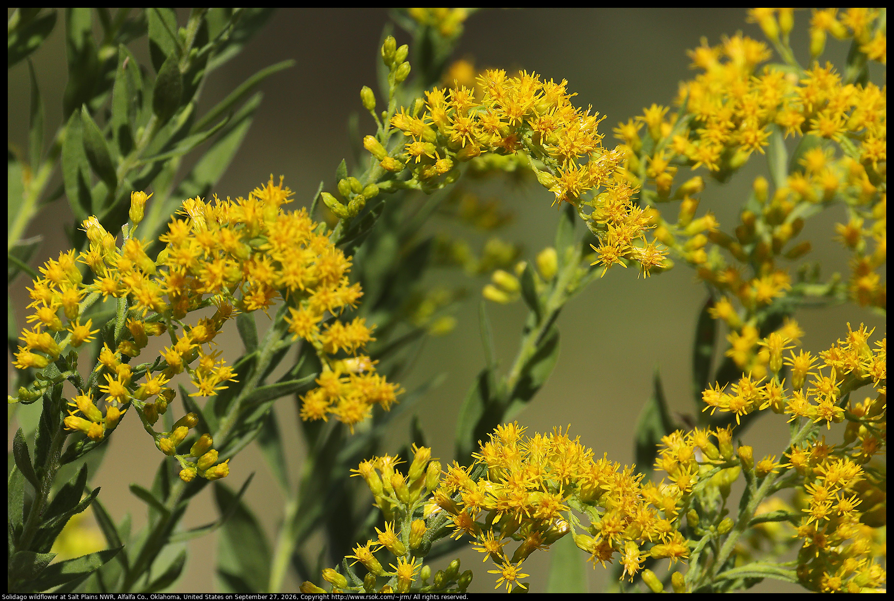Solidago wildflower at Salt Plains NWR, Alfalfa Co., Oklahoma, United States on September 27, 2026