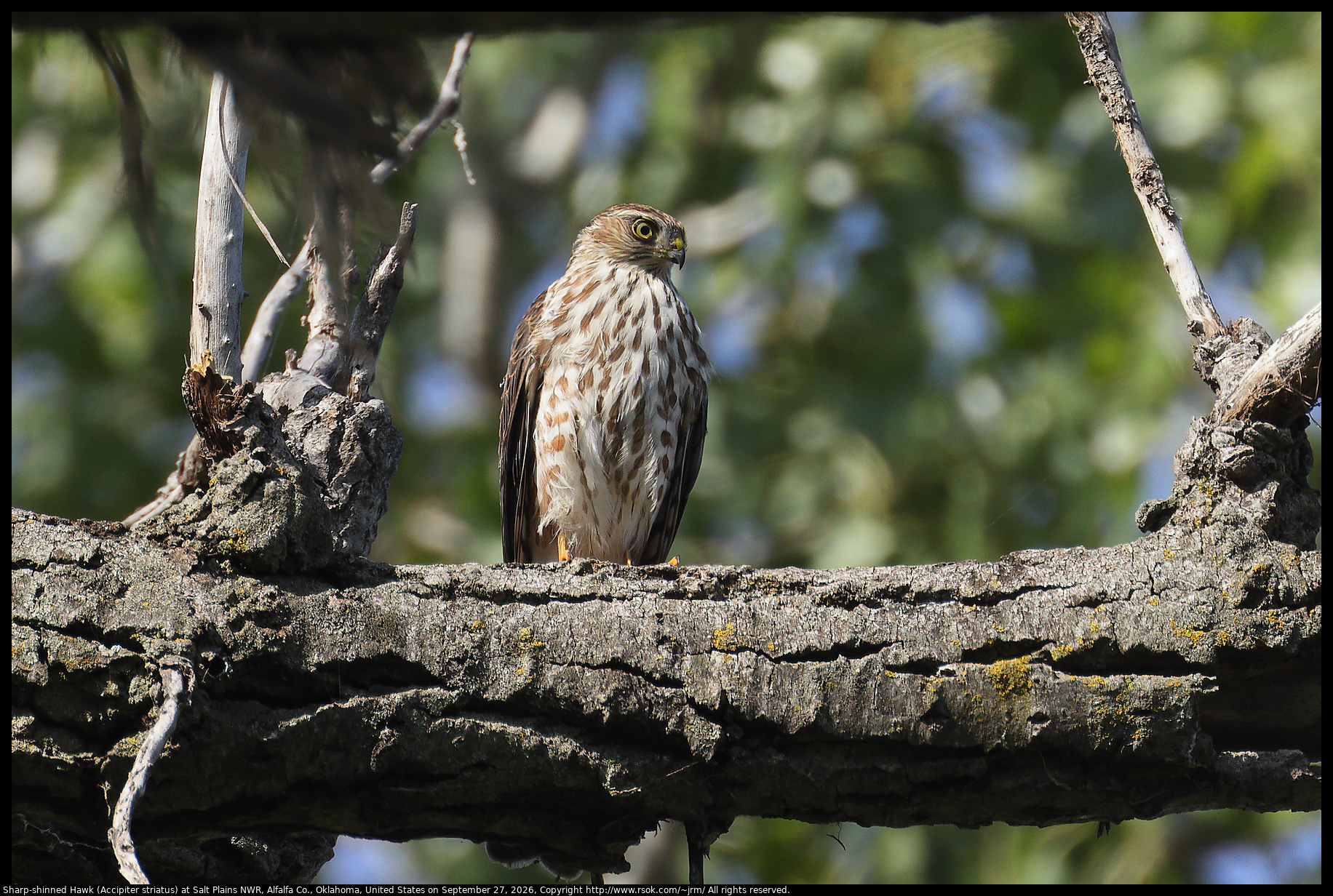 Sharp-shinned Hawk (Accipiter striatus) at Salt Plains NWR, Alfalfa Co., Oklahoma, United States on September 27, 2026