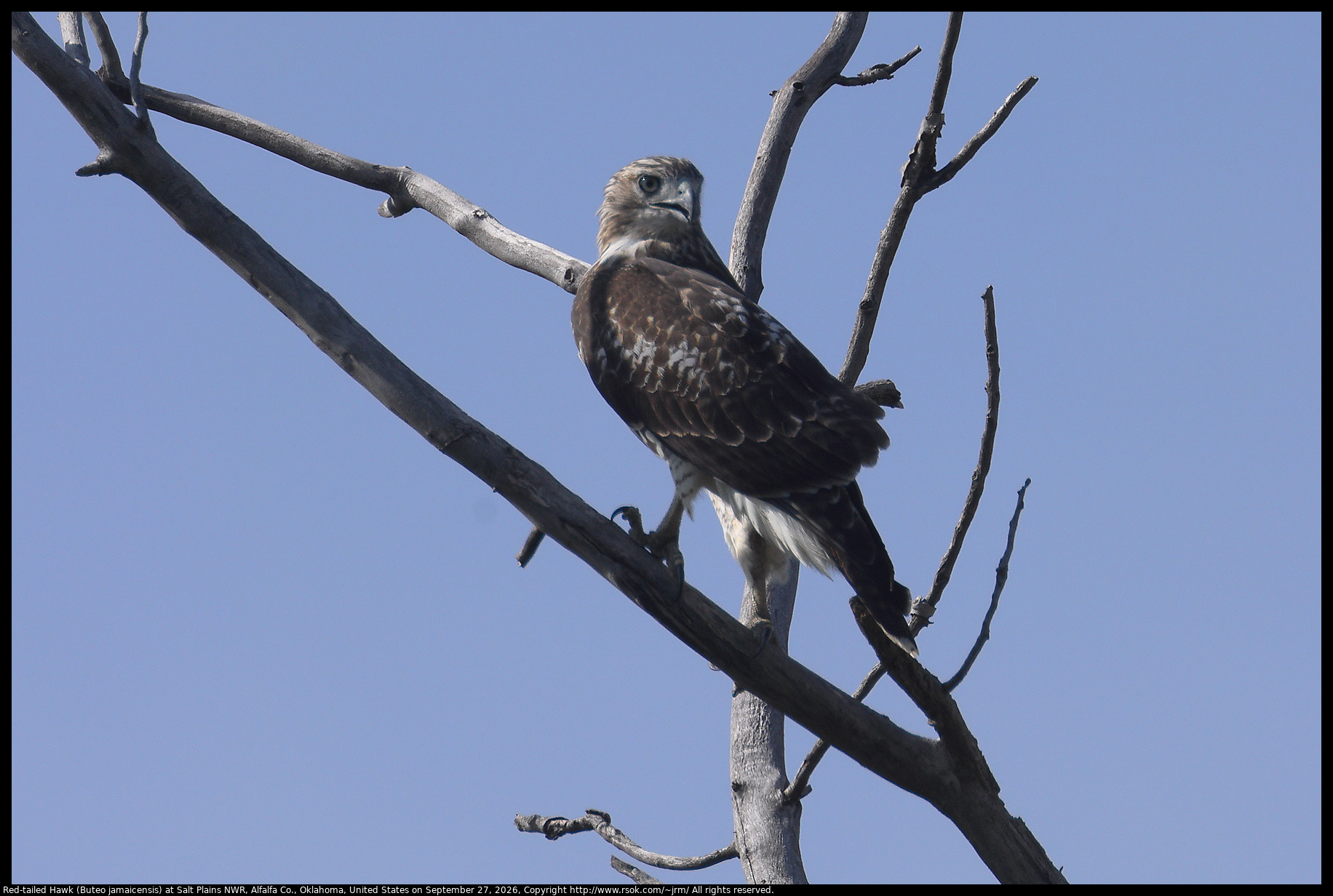 Red-tailed Hawk (Buteo jamaicensis) at Salt Plains NWR, Alfalfa Co., Oklahoma, United States on September 27, 2026
